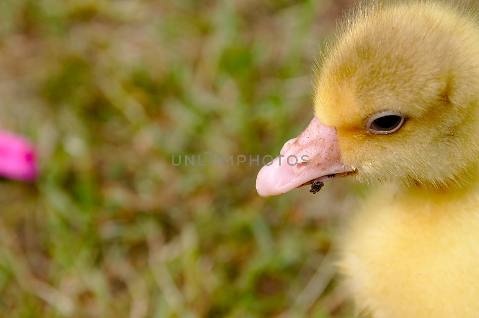 Young goose walking over the green meadow.