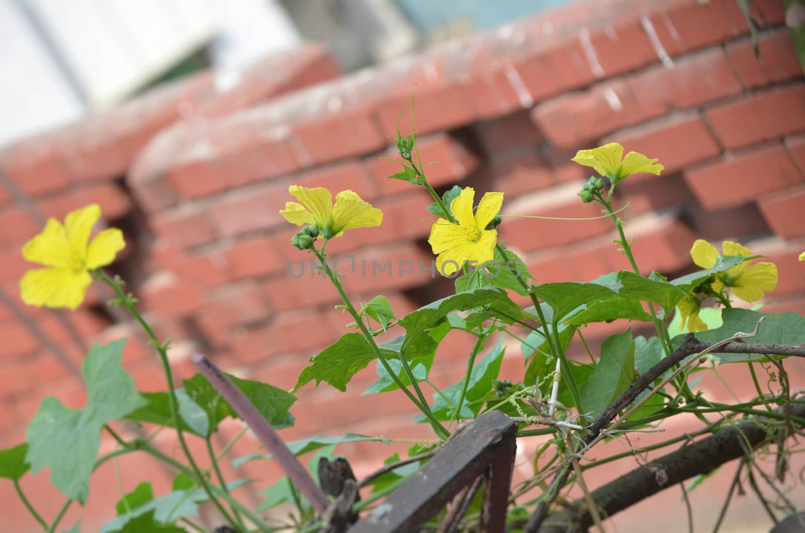 Yellow color flower in the city garden