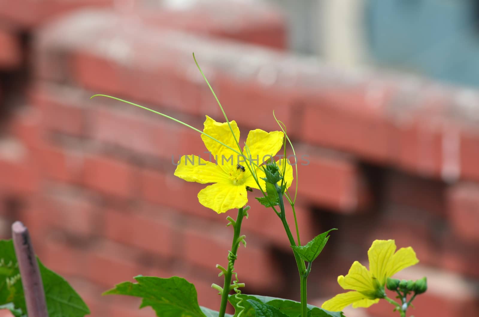 Yellow color flower in the city garden