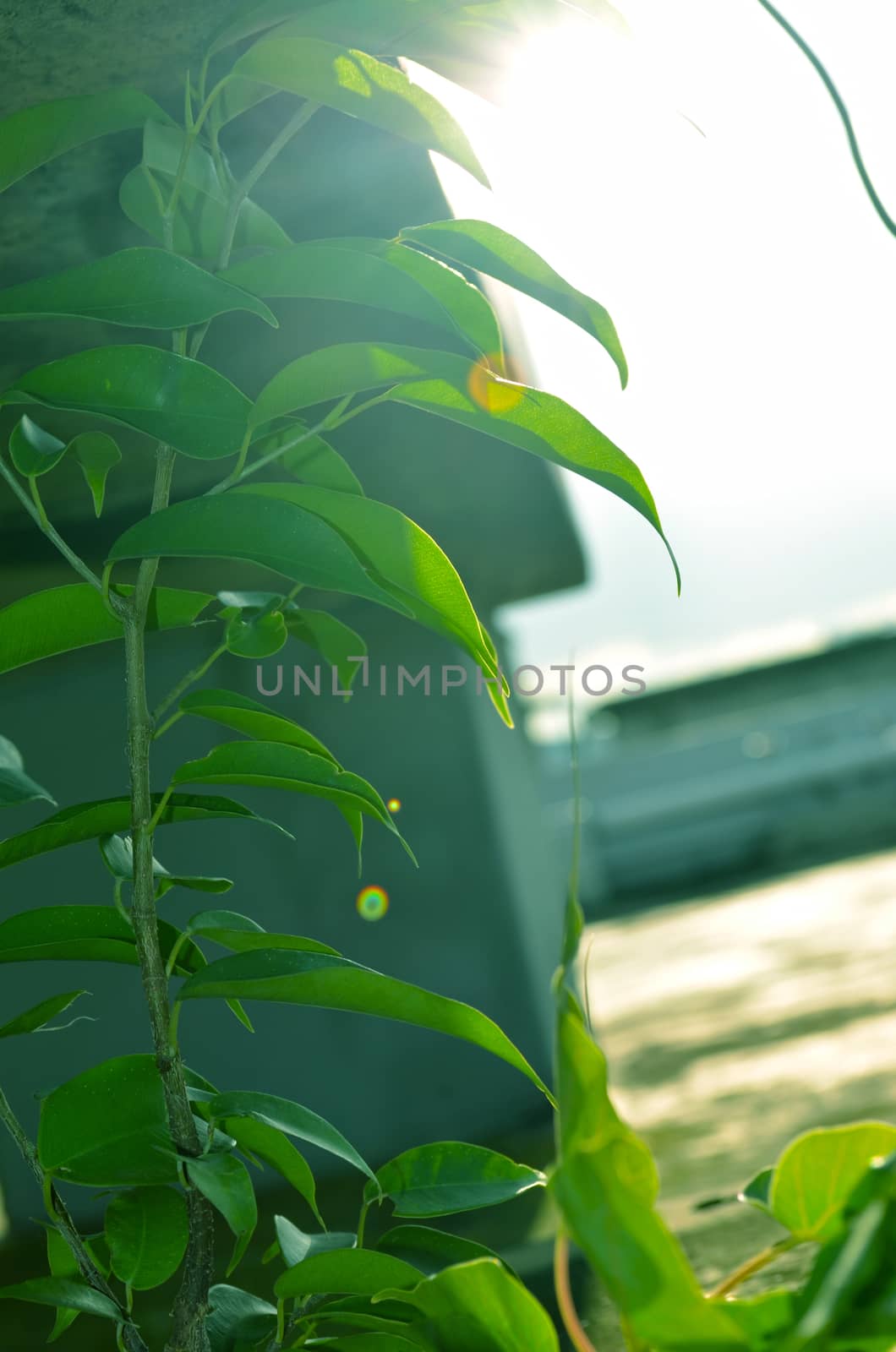 Close-Up Of green Tree