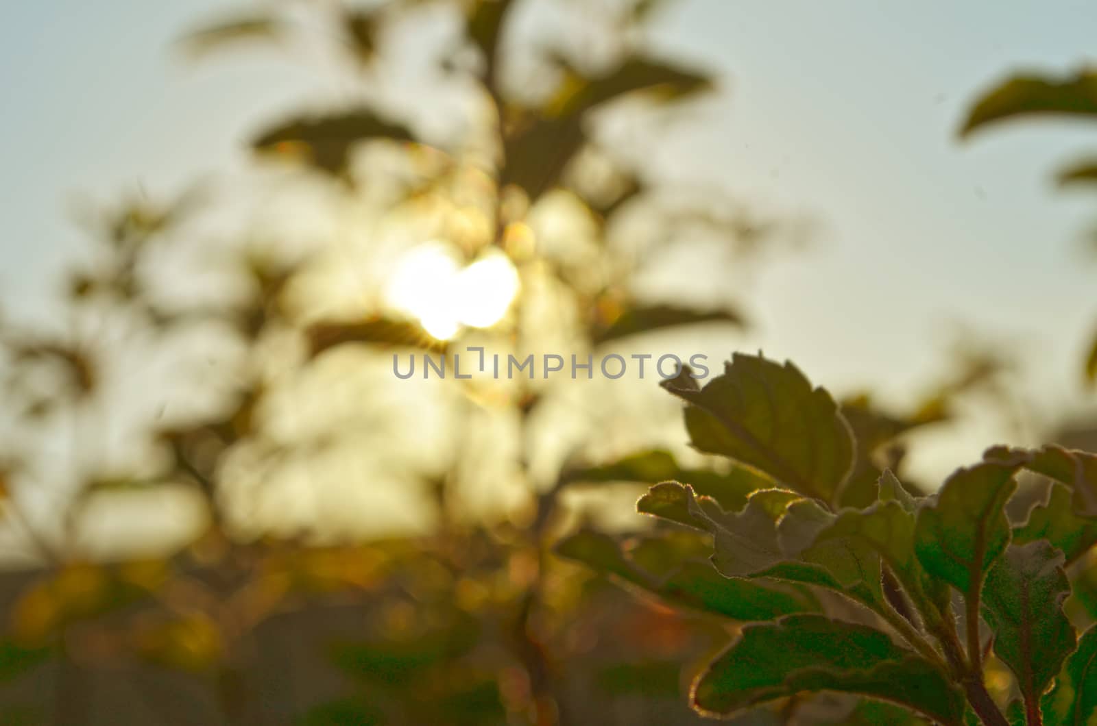 Natural Autumn tree on sky with sun