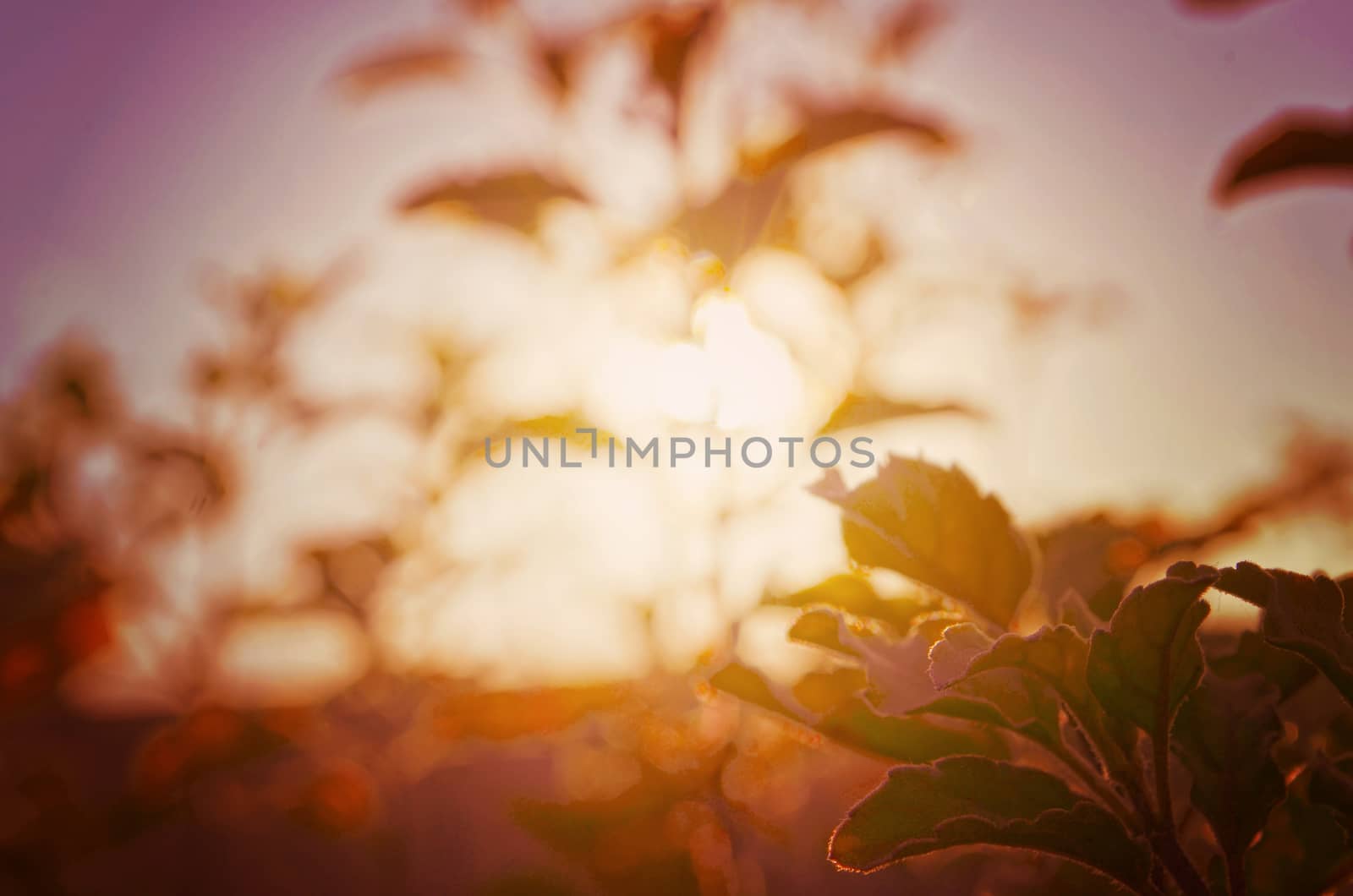 Natural Autumn tree on sky with sun