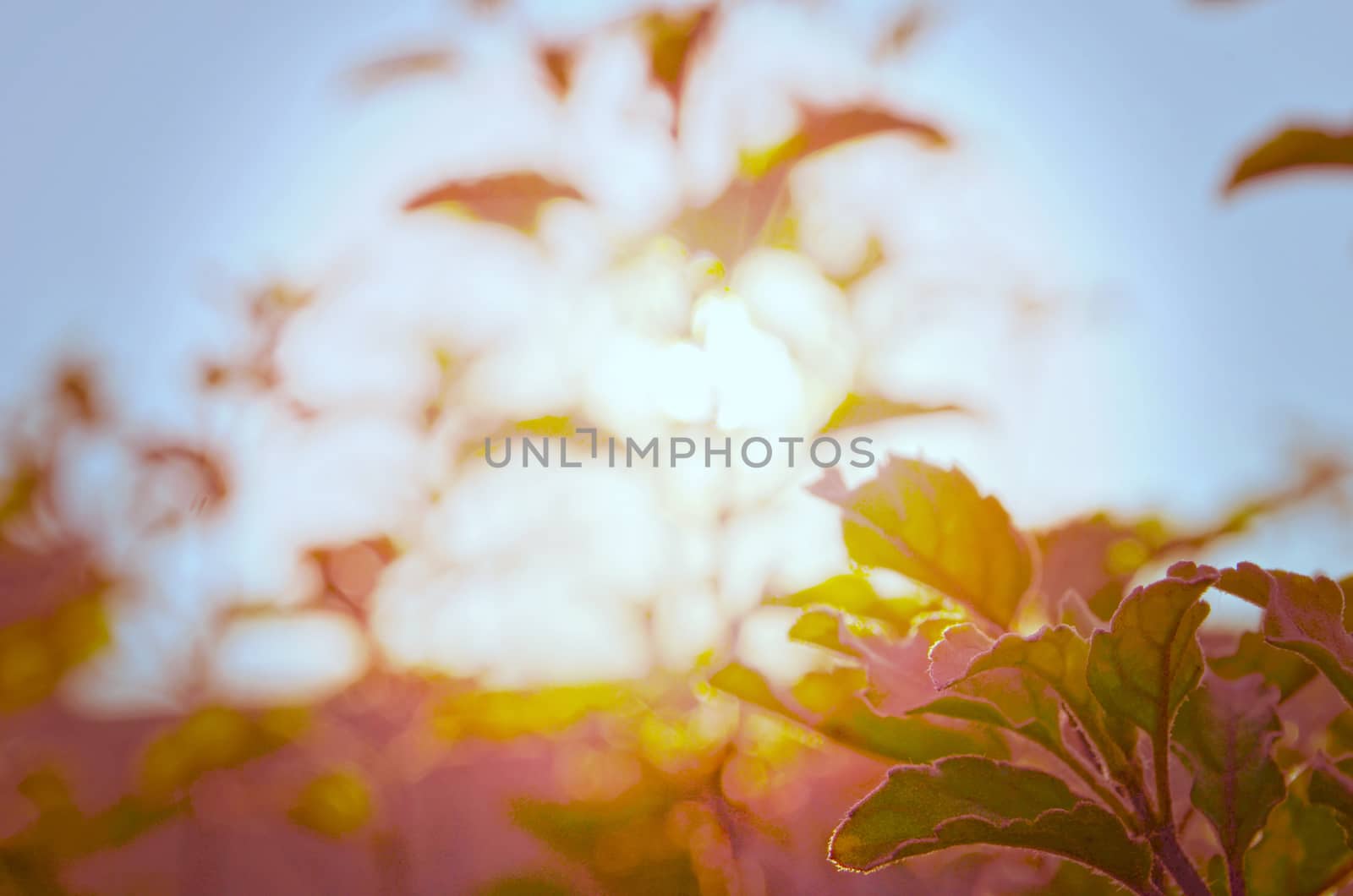 Natural Autumn tree on sky with sun