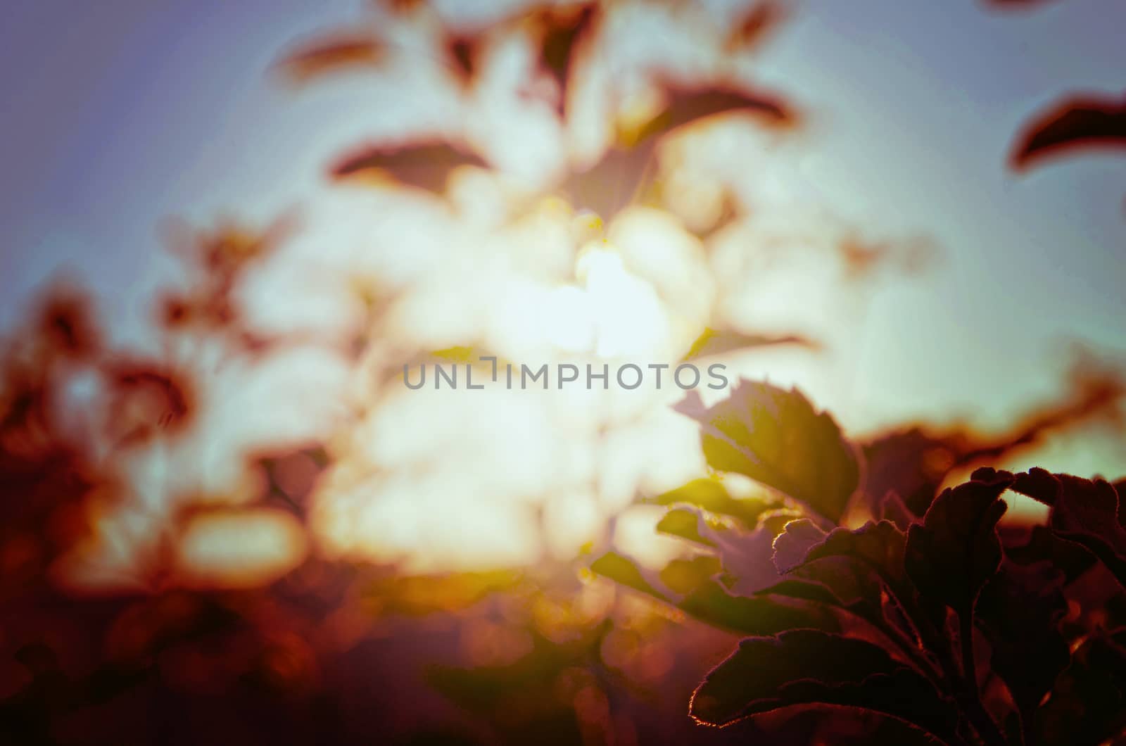 Natural Autumn tree on sky with sun