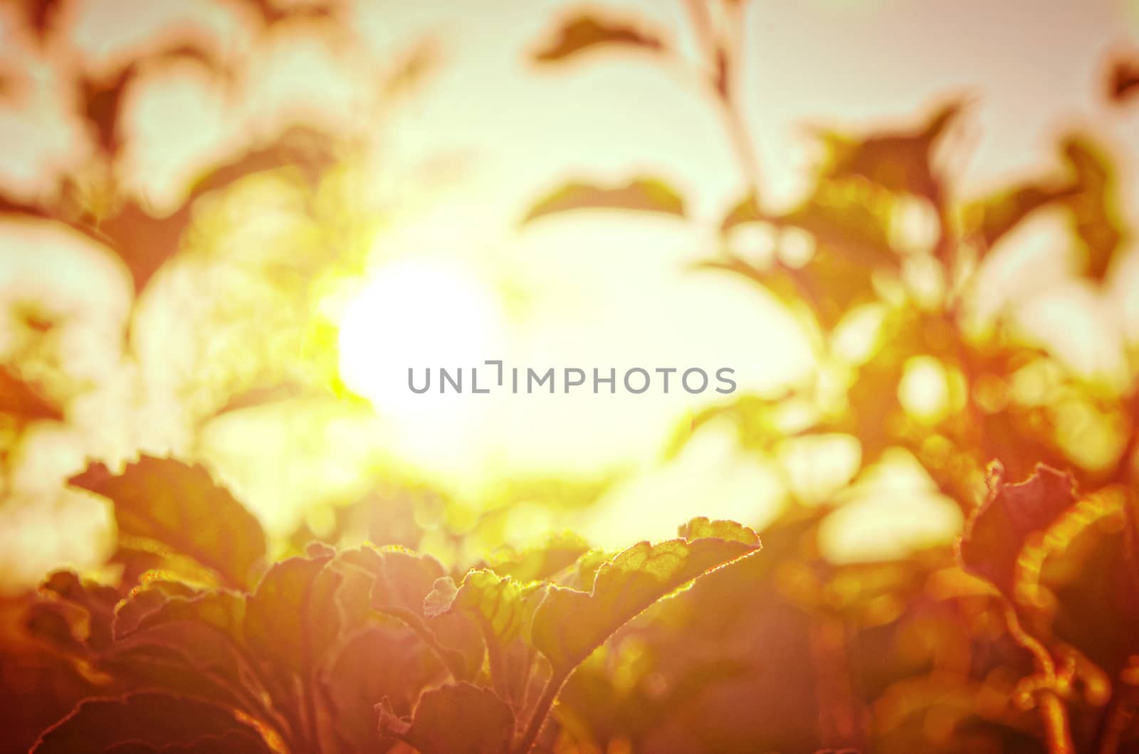 Natural Autumn tree on sky with sun