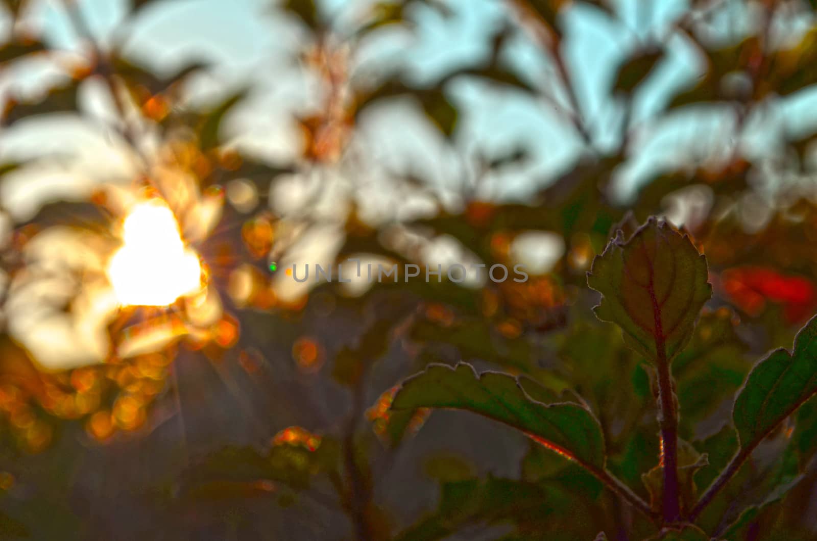 Natural Autumn tree on sky with sun