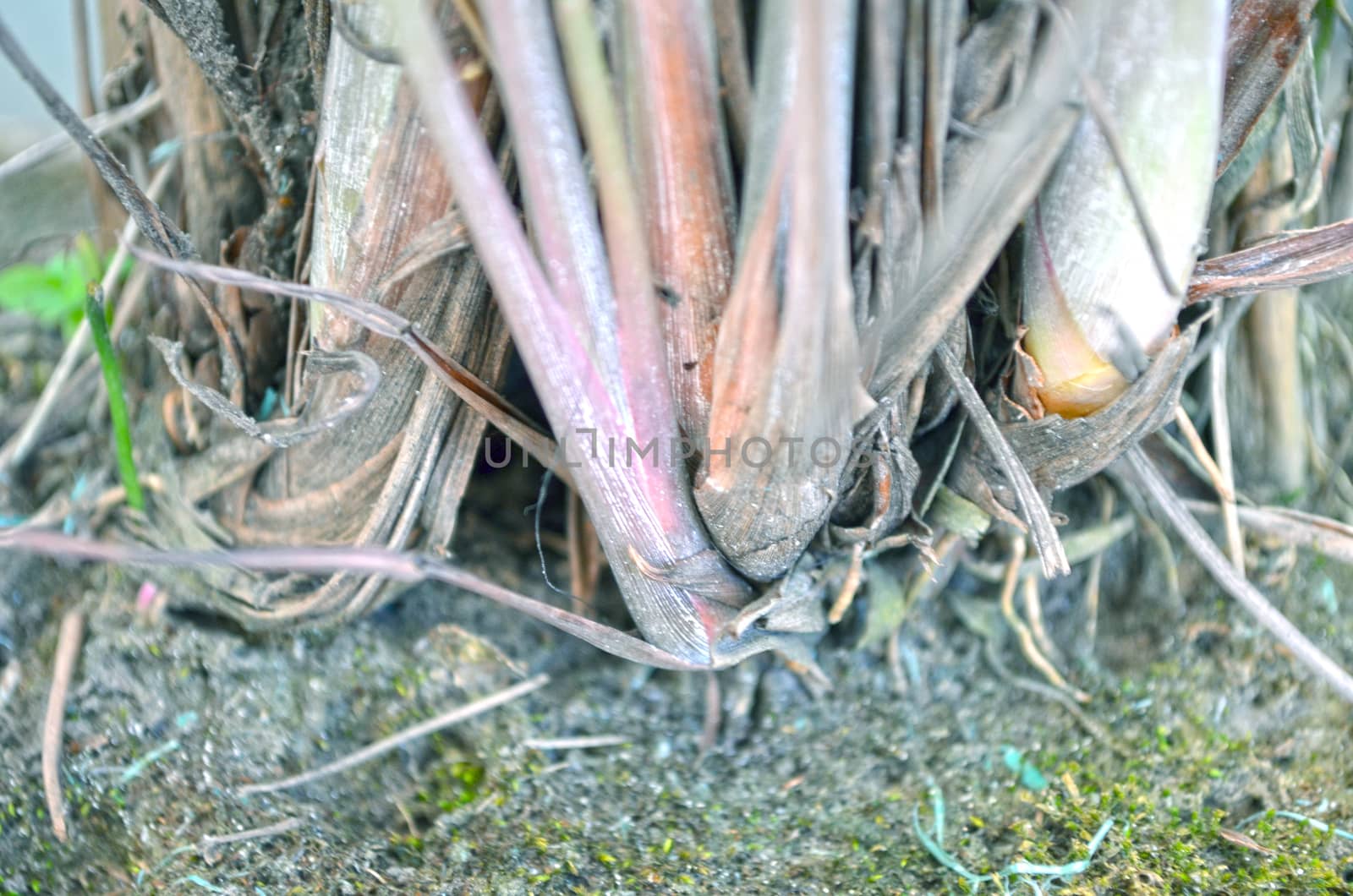 Close up portrait of Natural Autumn tree