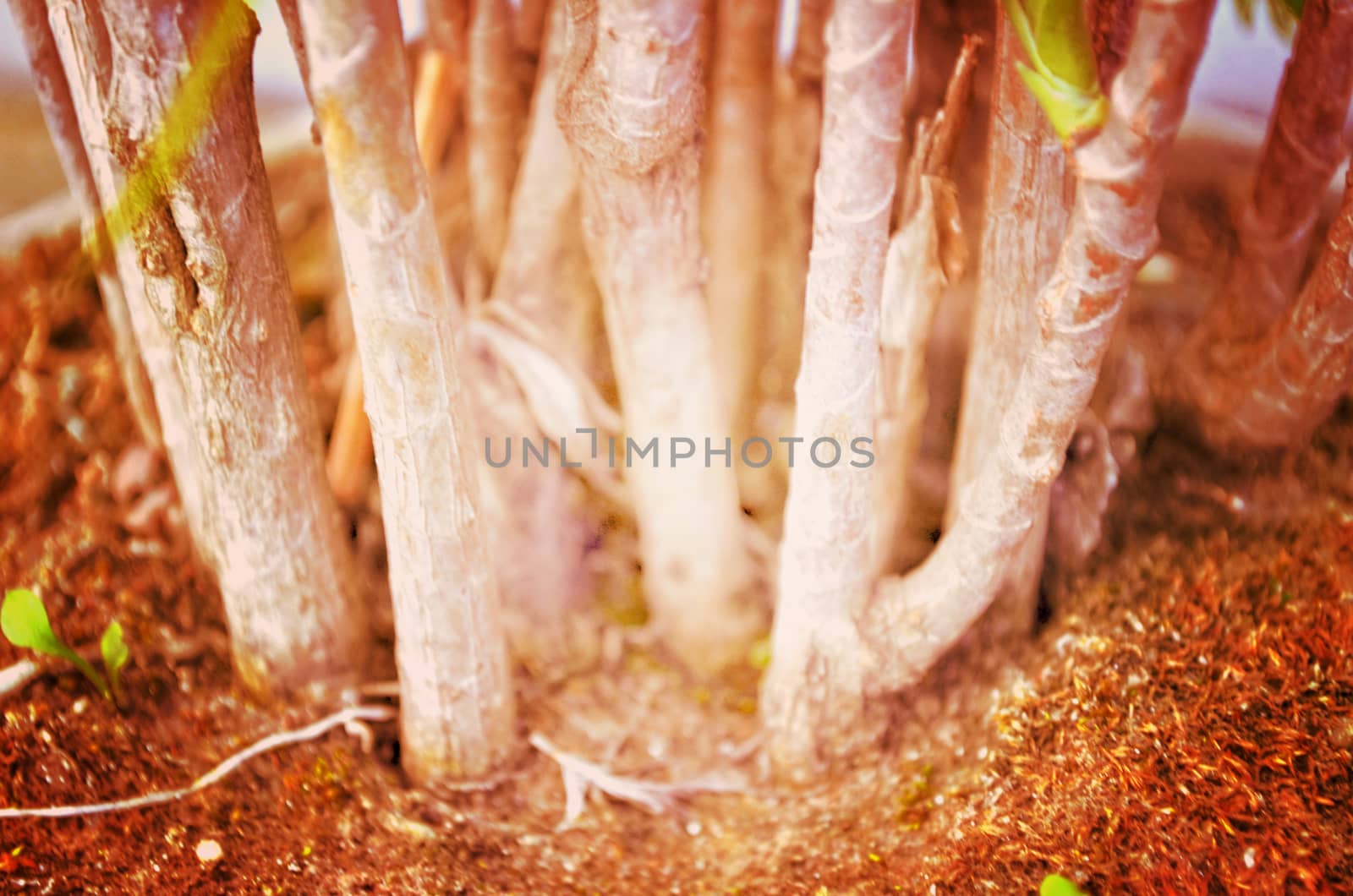 Close up portrait of Natural Autumn tree