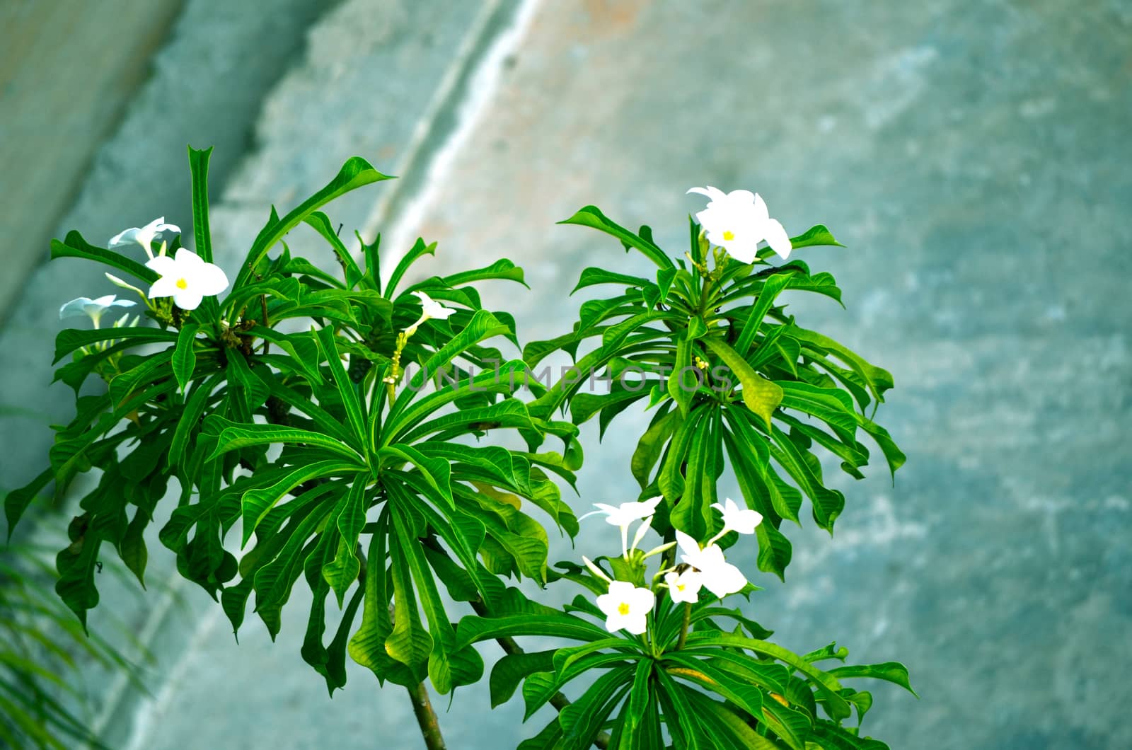 Flower tree