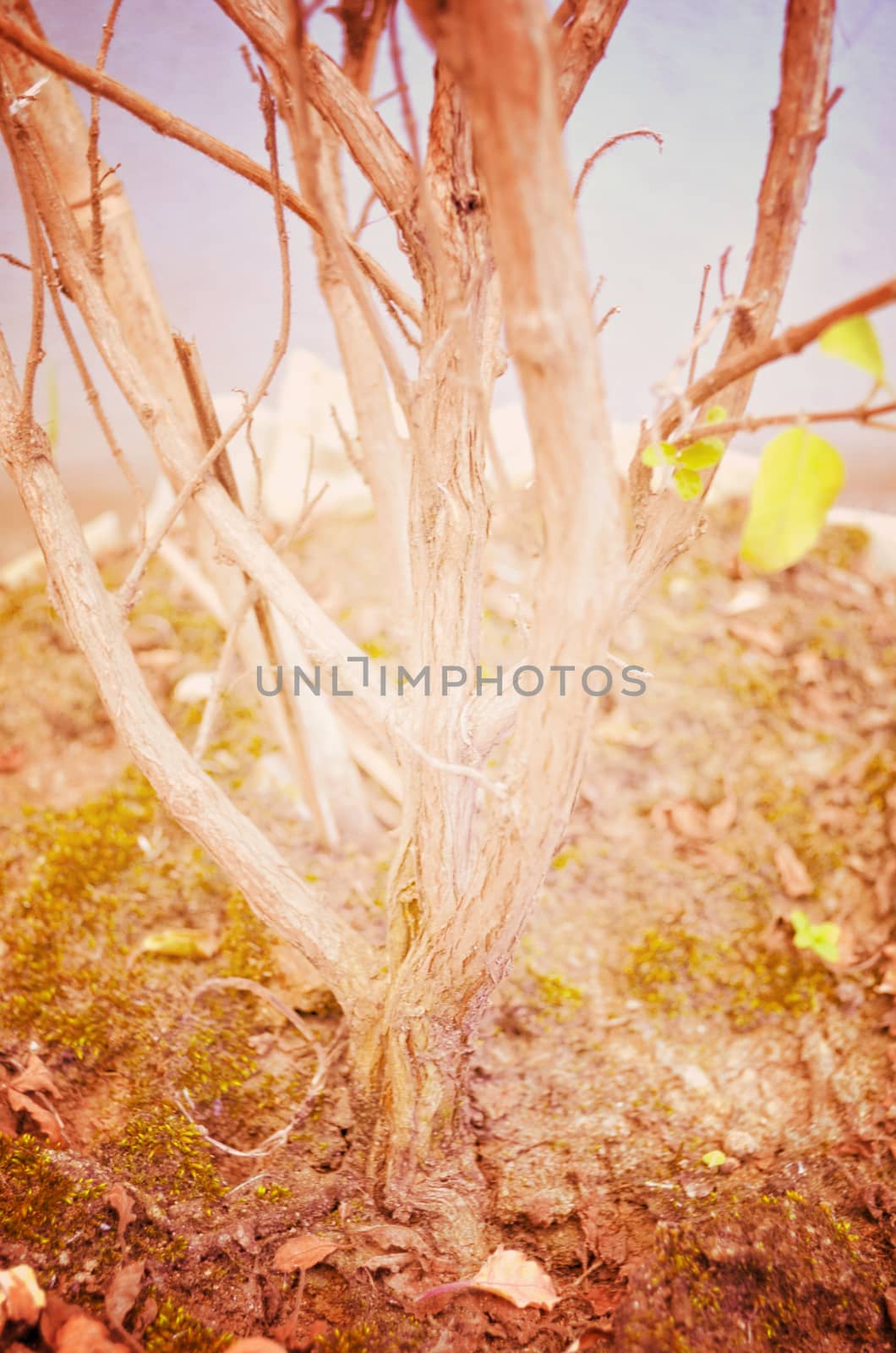 Close up portrait of Natural Autumn tree
