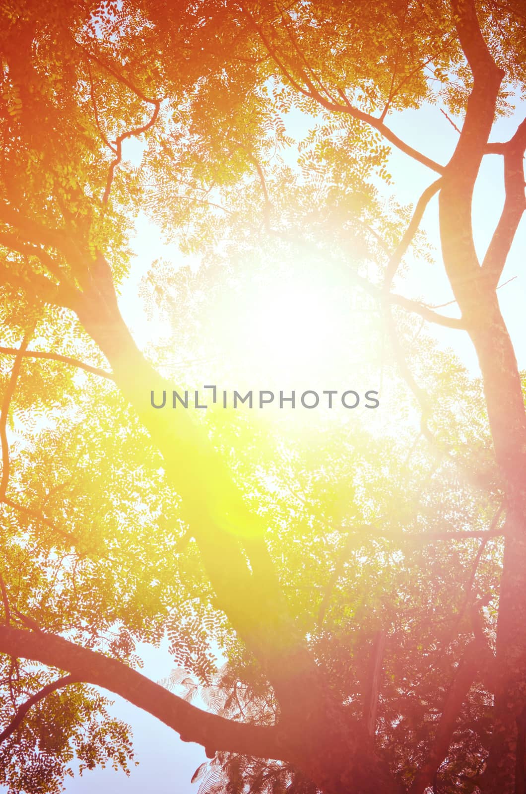 Autumn forest tree with sunset