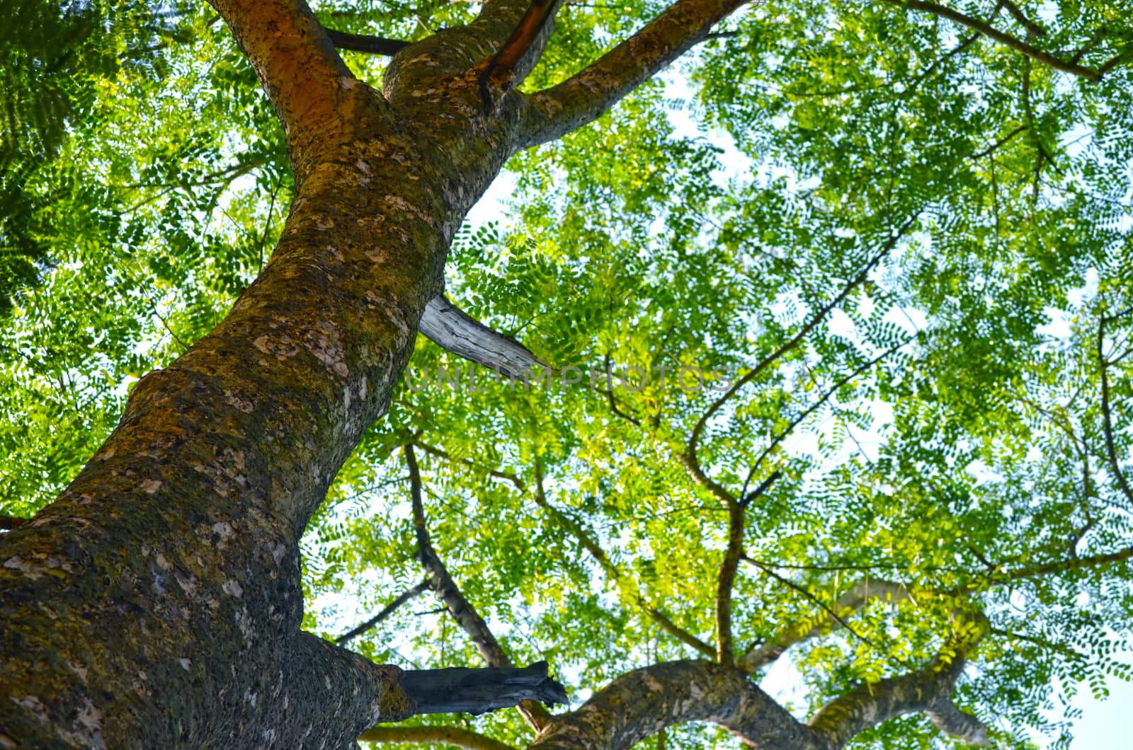 Green Forest tree