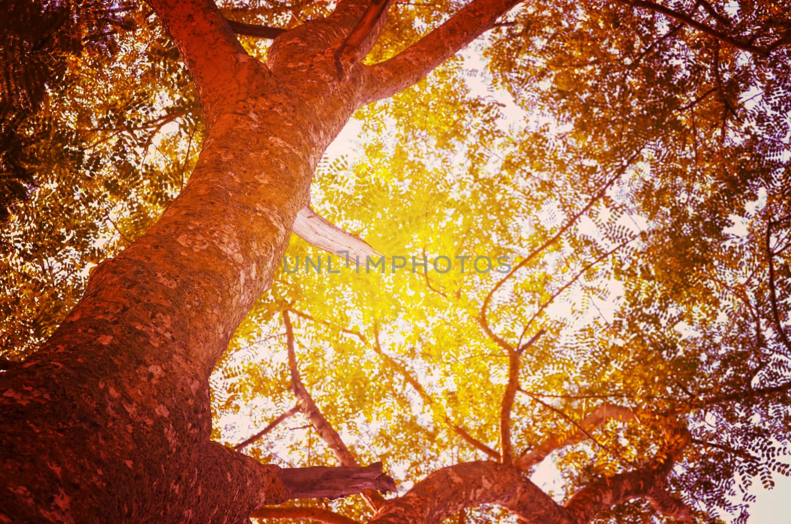 Autumn forest tree with sunset