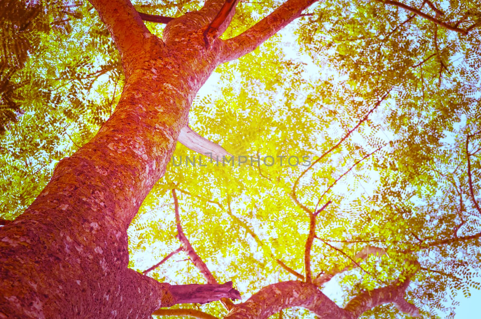 Autumn forest tree with sunset