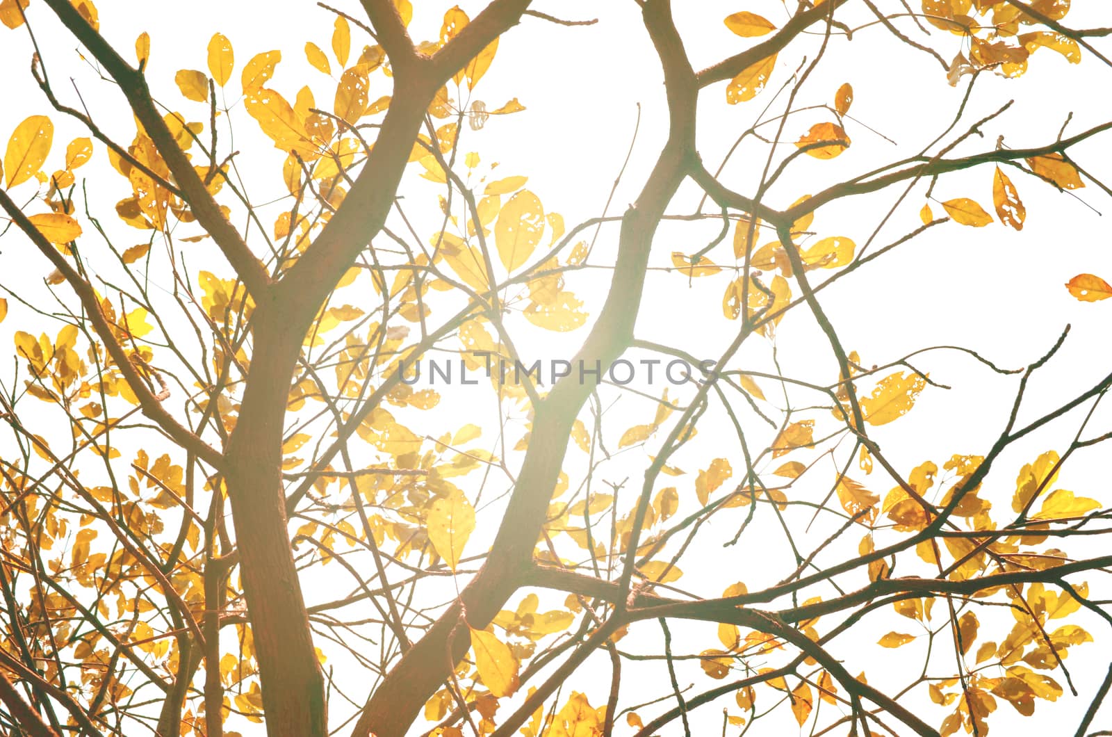 Autumn forest tree with sunset