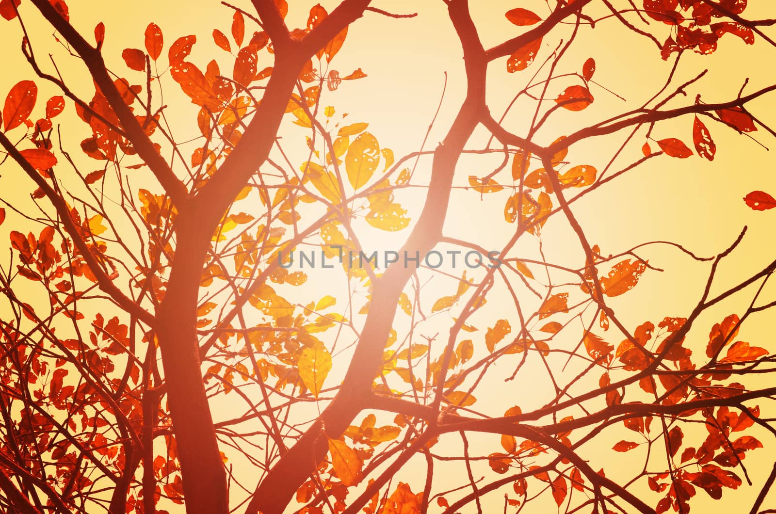 Autumn forest tree with sunset