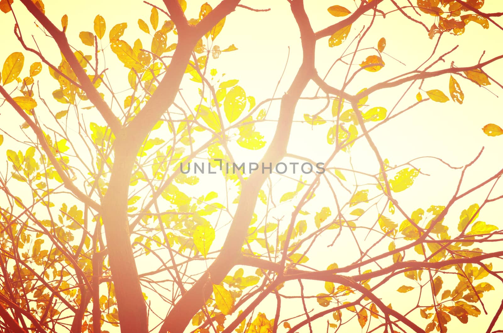 Autumn forest tree with sunset