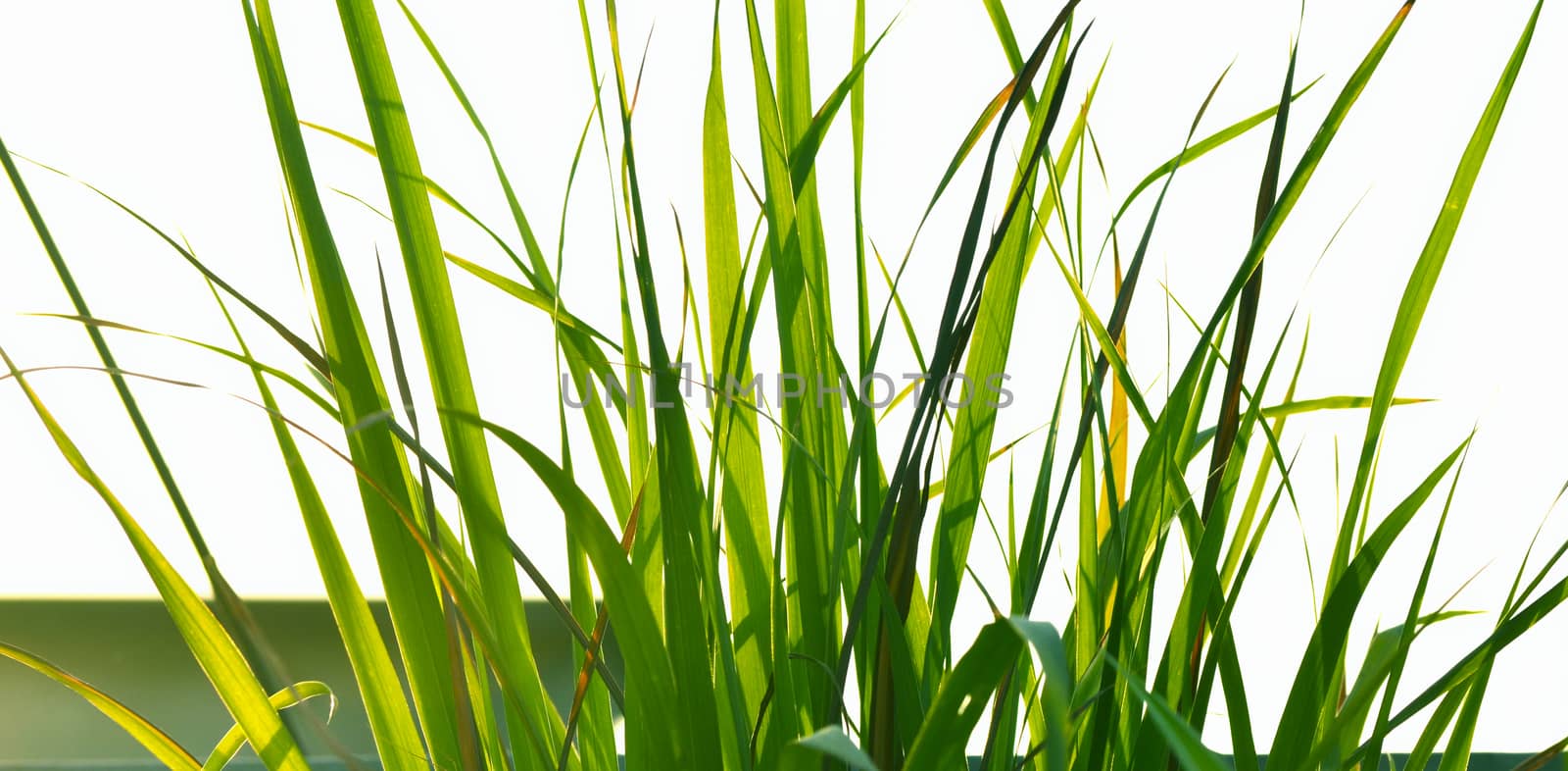 Autumn green grass over the sky