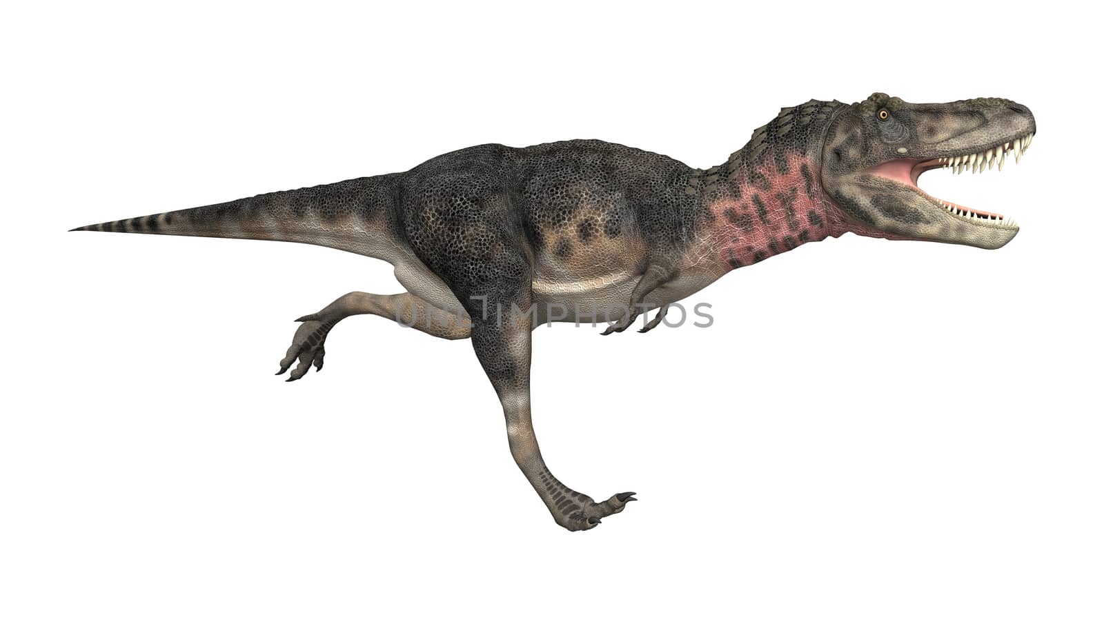 3D digital render of a dinosaur tarbosaurus running isolated on white background