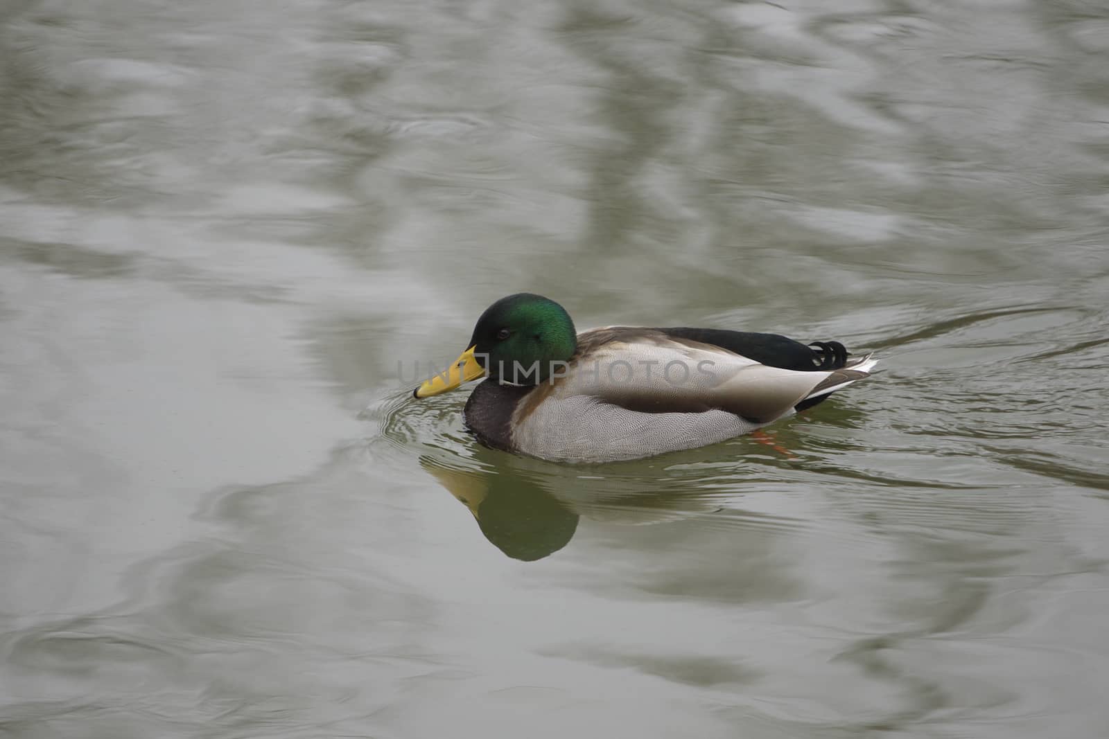 Mallard male is swimming by teo