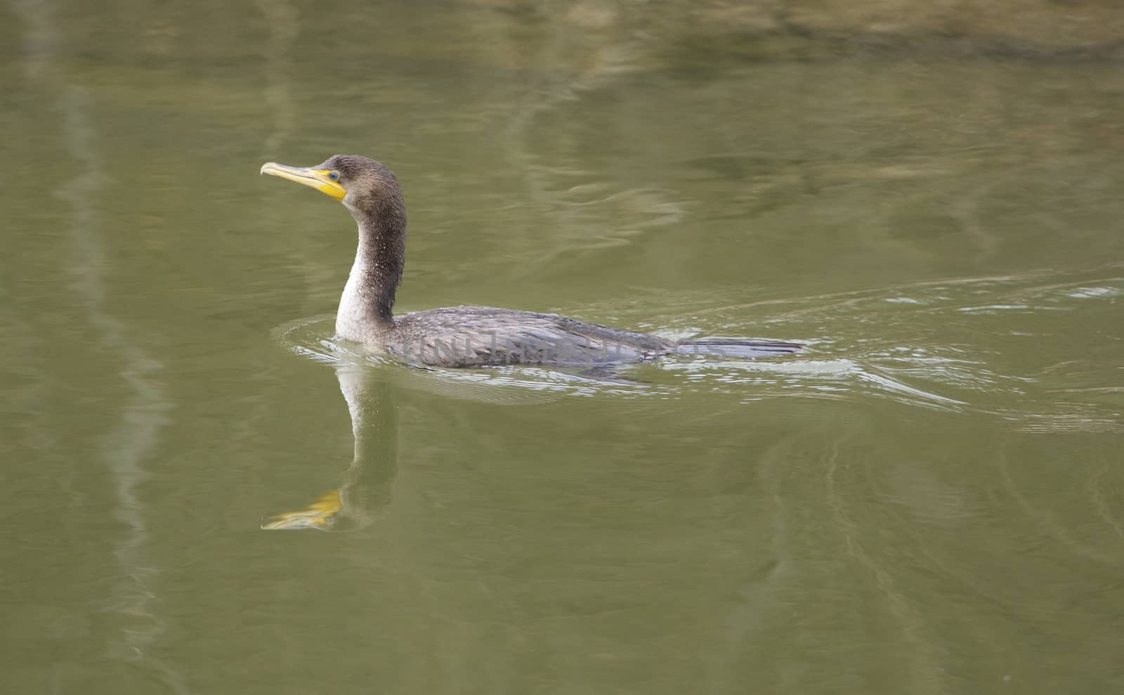 The double-crested cormorant is swimming by teo