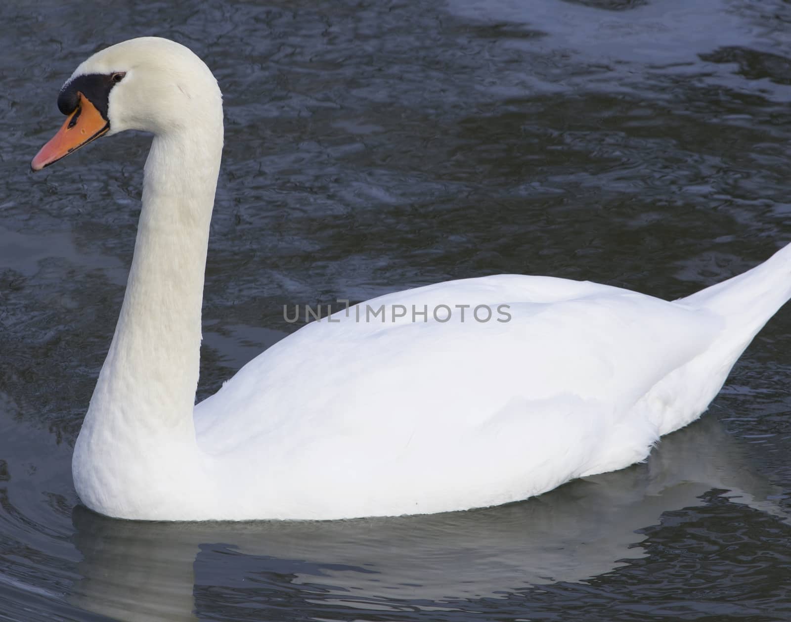 The big male confident mute swan by teo