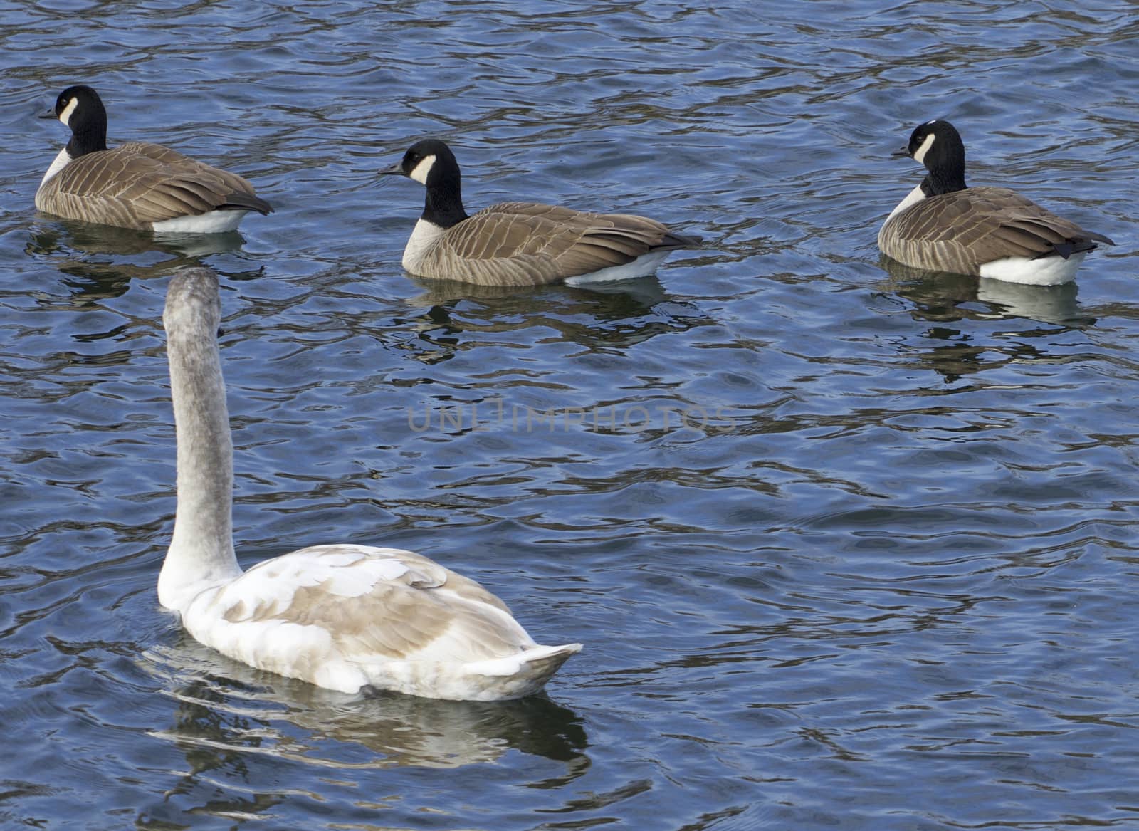 The mute swan and three cackling geese