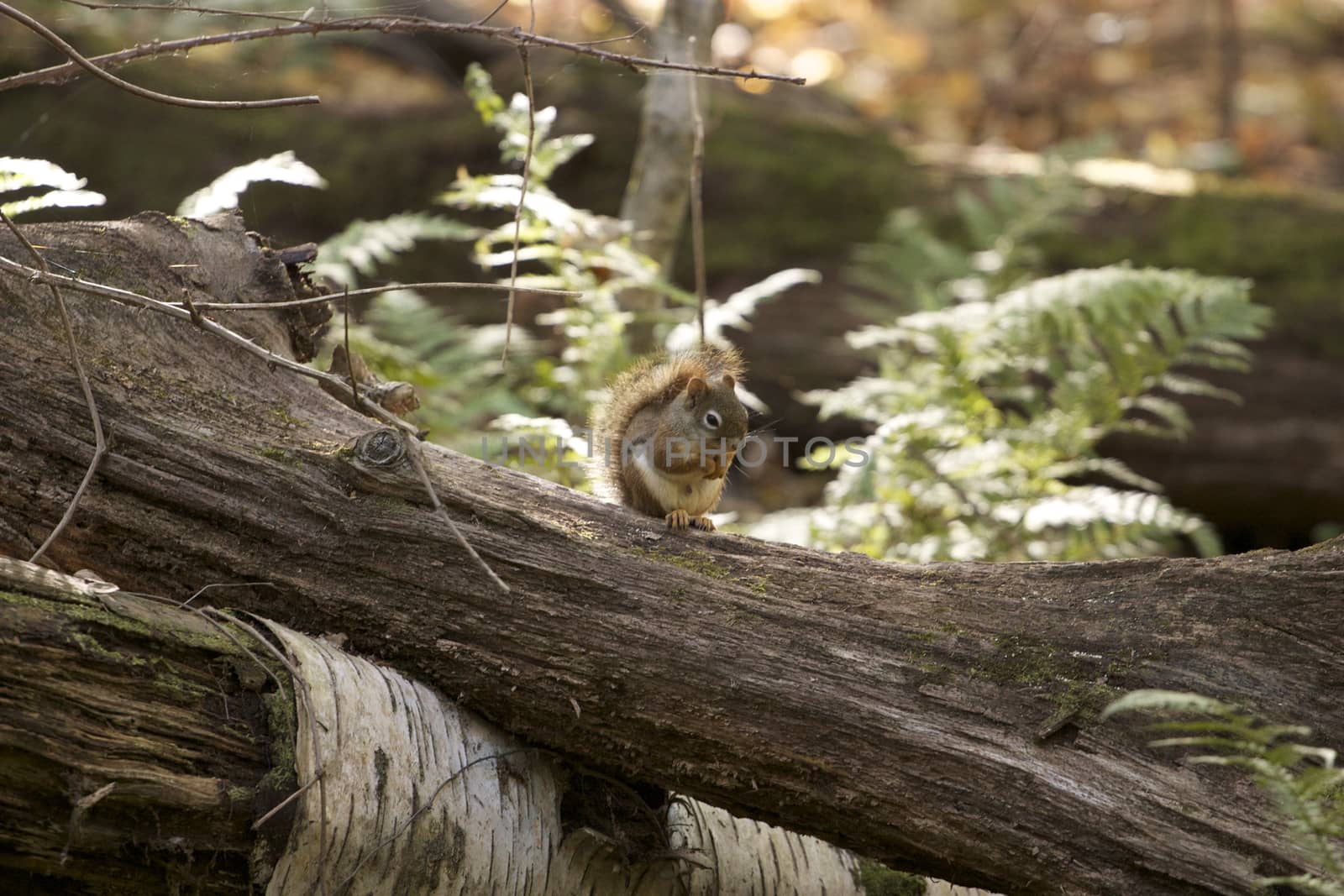 The funny cute little squirrel by teo