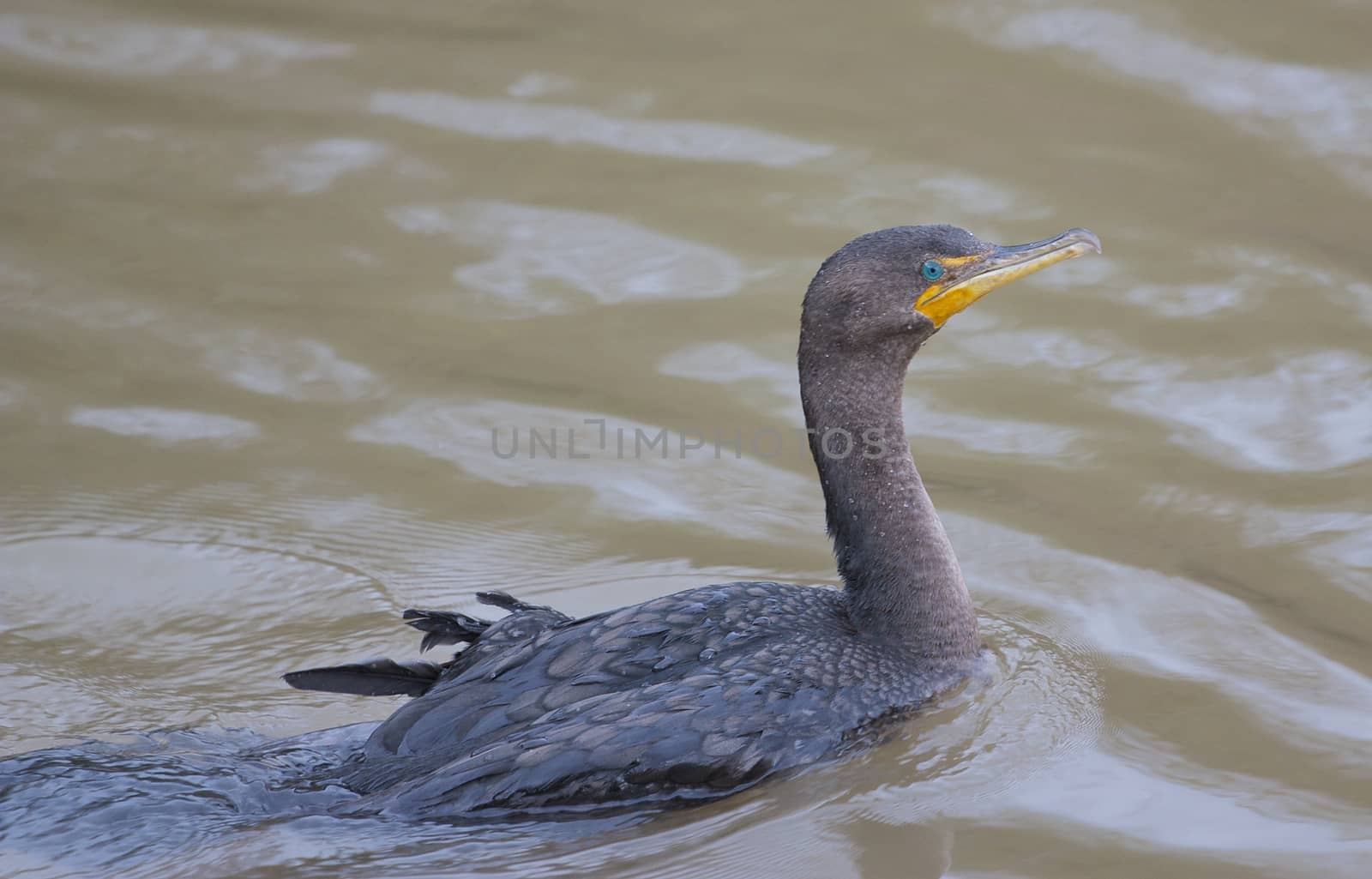 The double-crested cormorant is swimming by teo