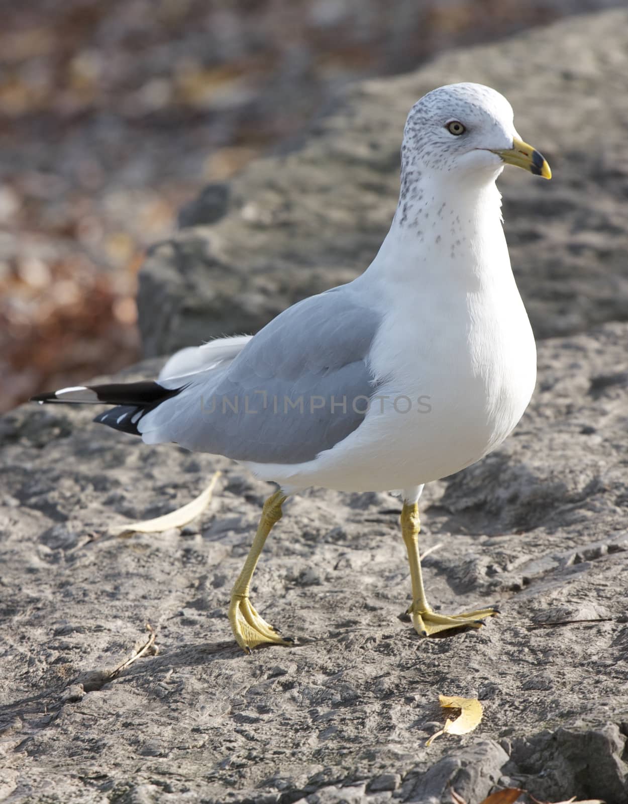 The funny curious ring-billed gull is walking  by teo