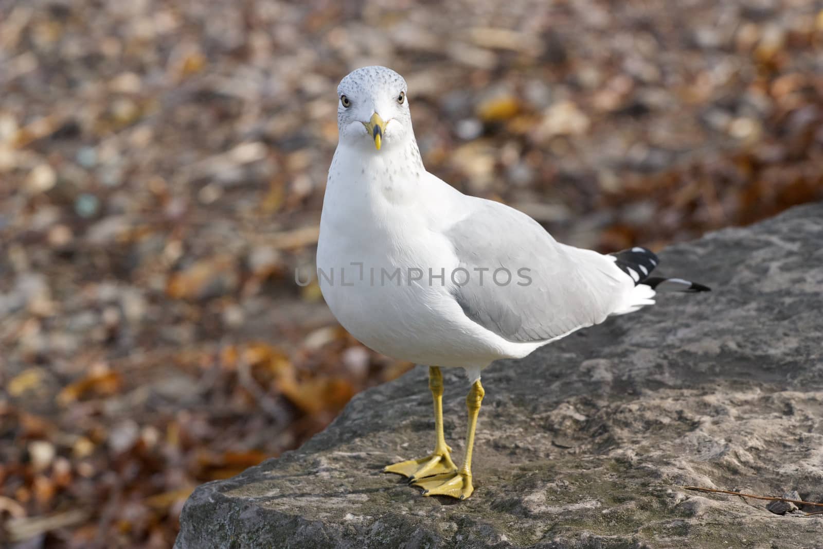 The surprised gull 