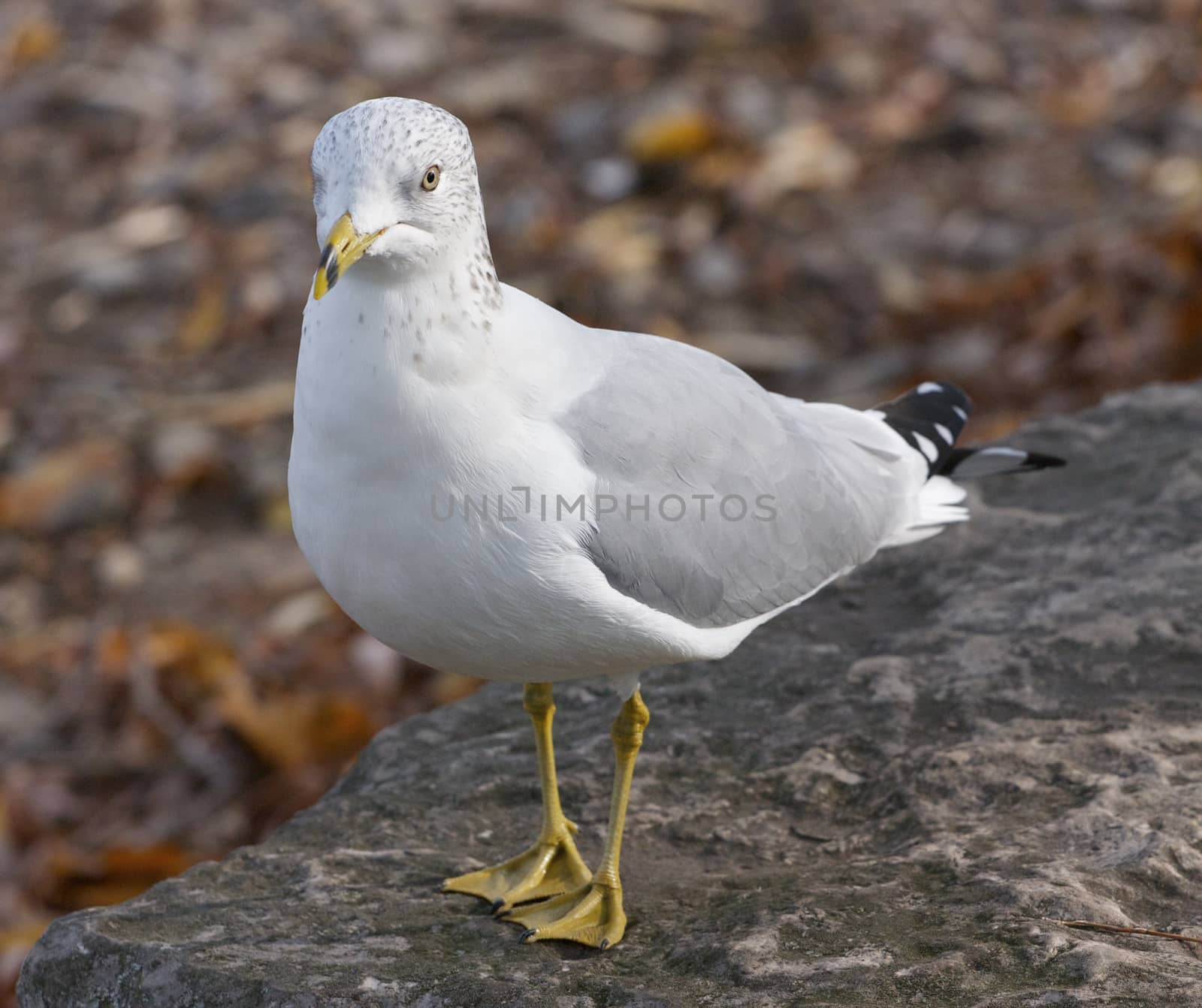 The gull in frustration  by teo