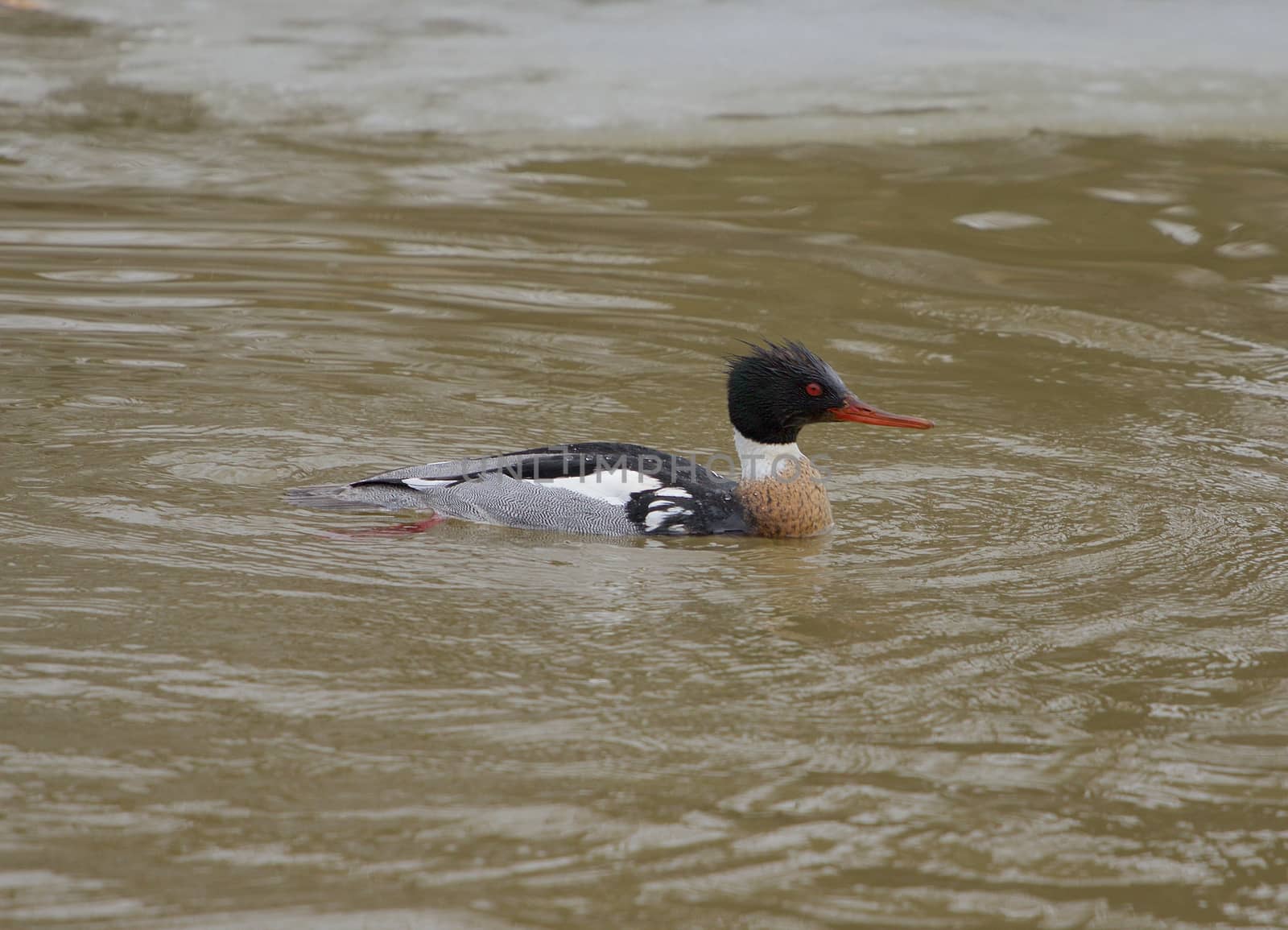 Red-breasted merganser turns back by teo