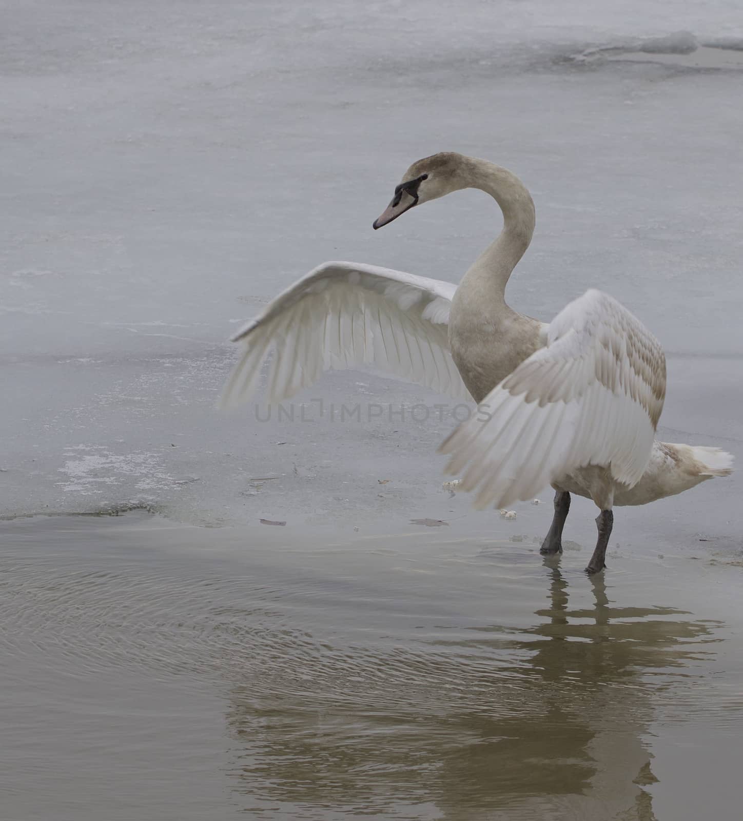 The swan's hug