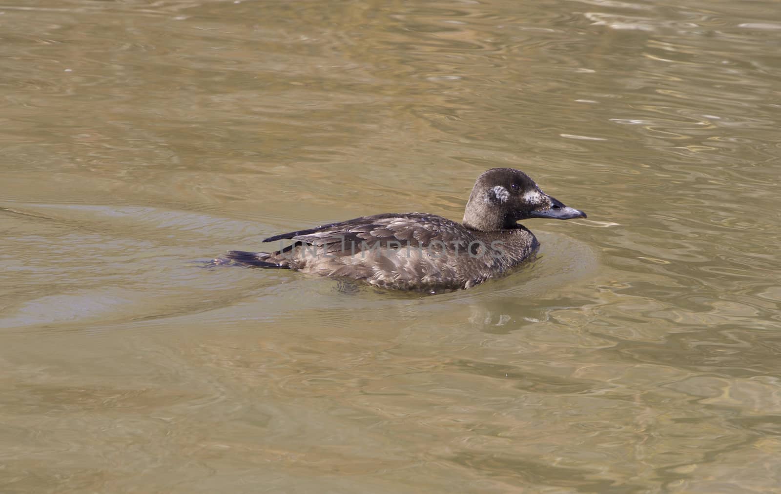 The white-winged scoter female by teo