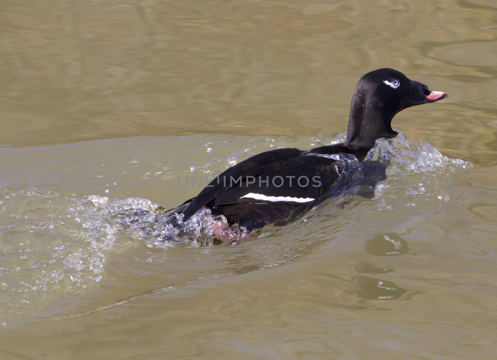 The white-winged scoter is swimming away fast  by teo