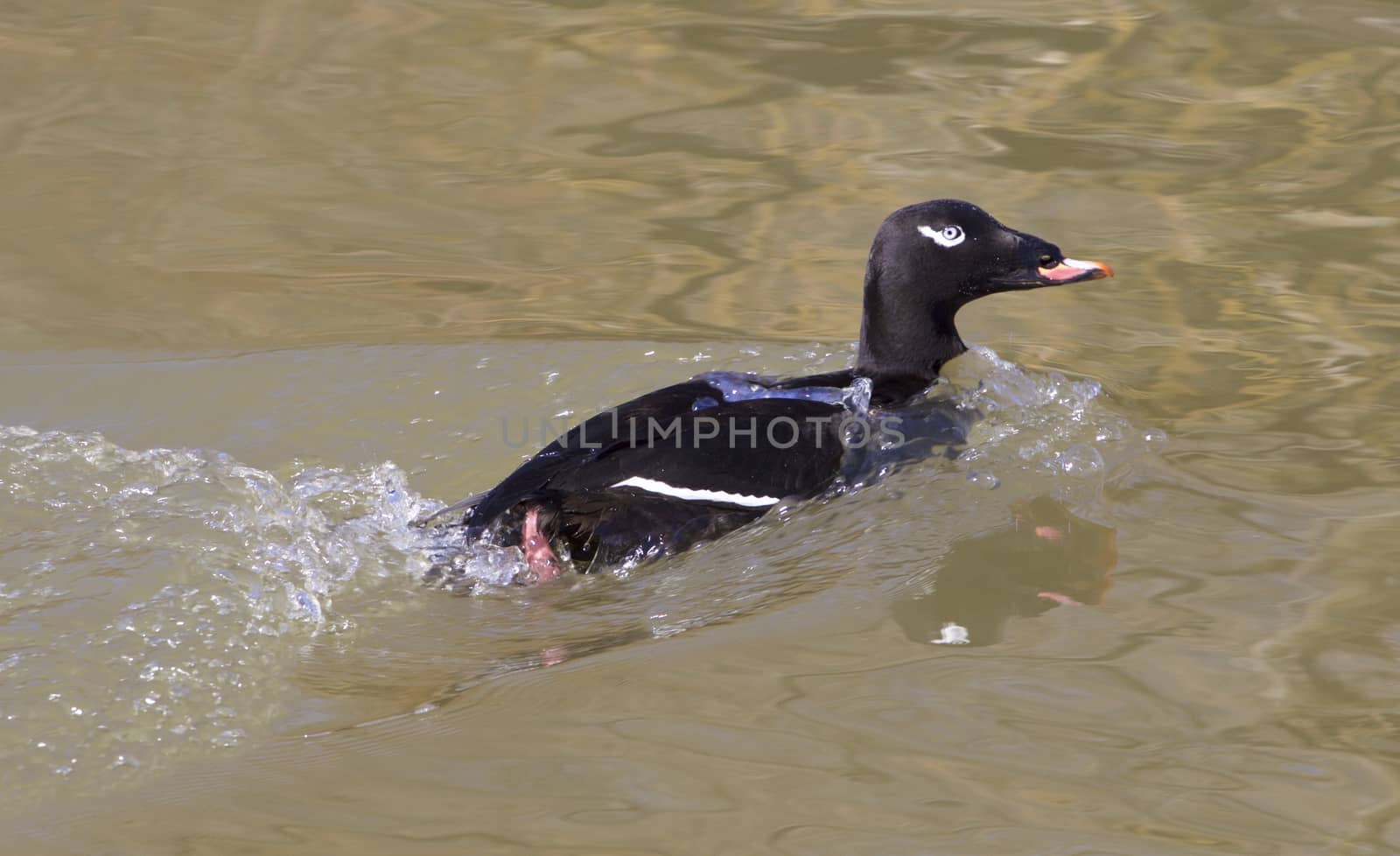The white-winged scoter male by teo