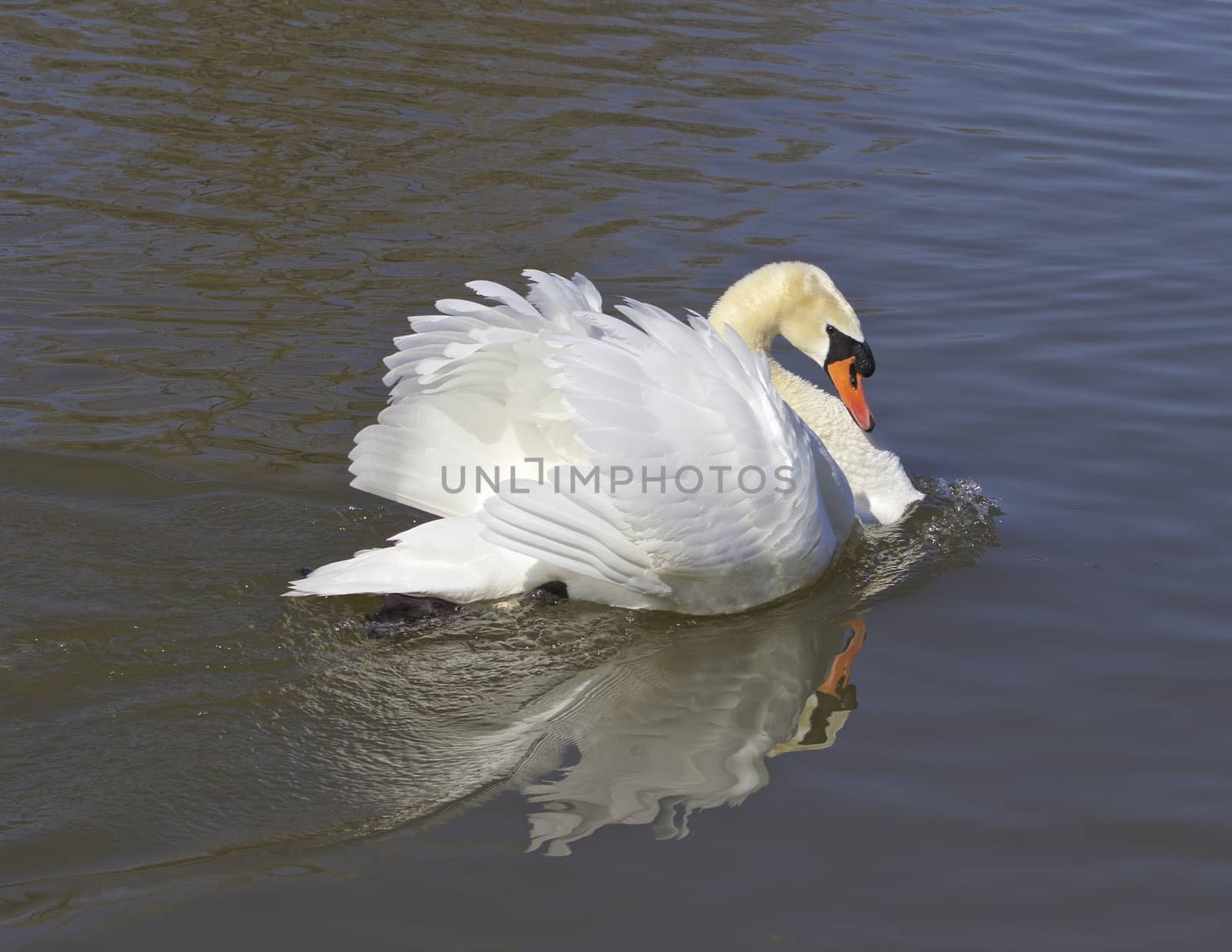 The warrior swan by teo