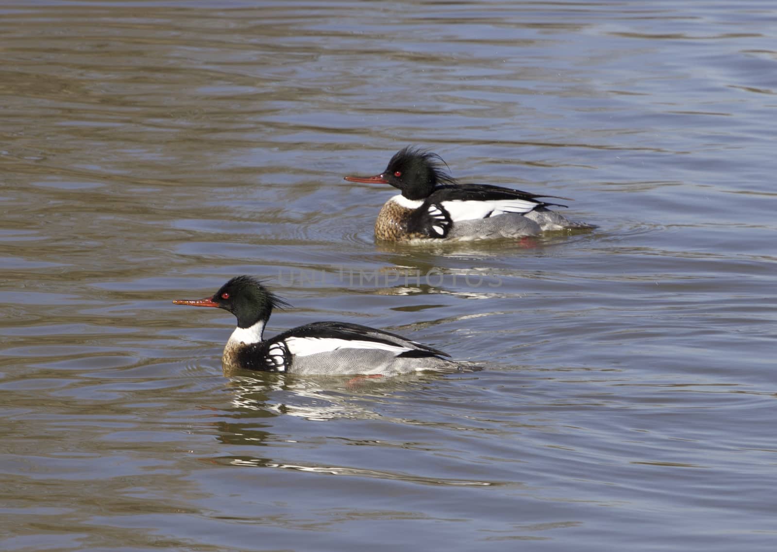 Red-breasted mergansers are swimming by teo