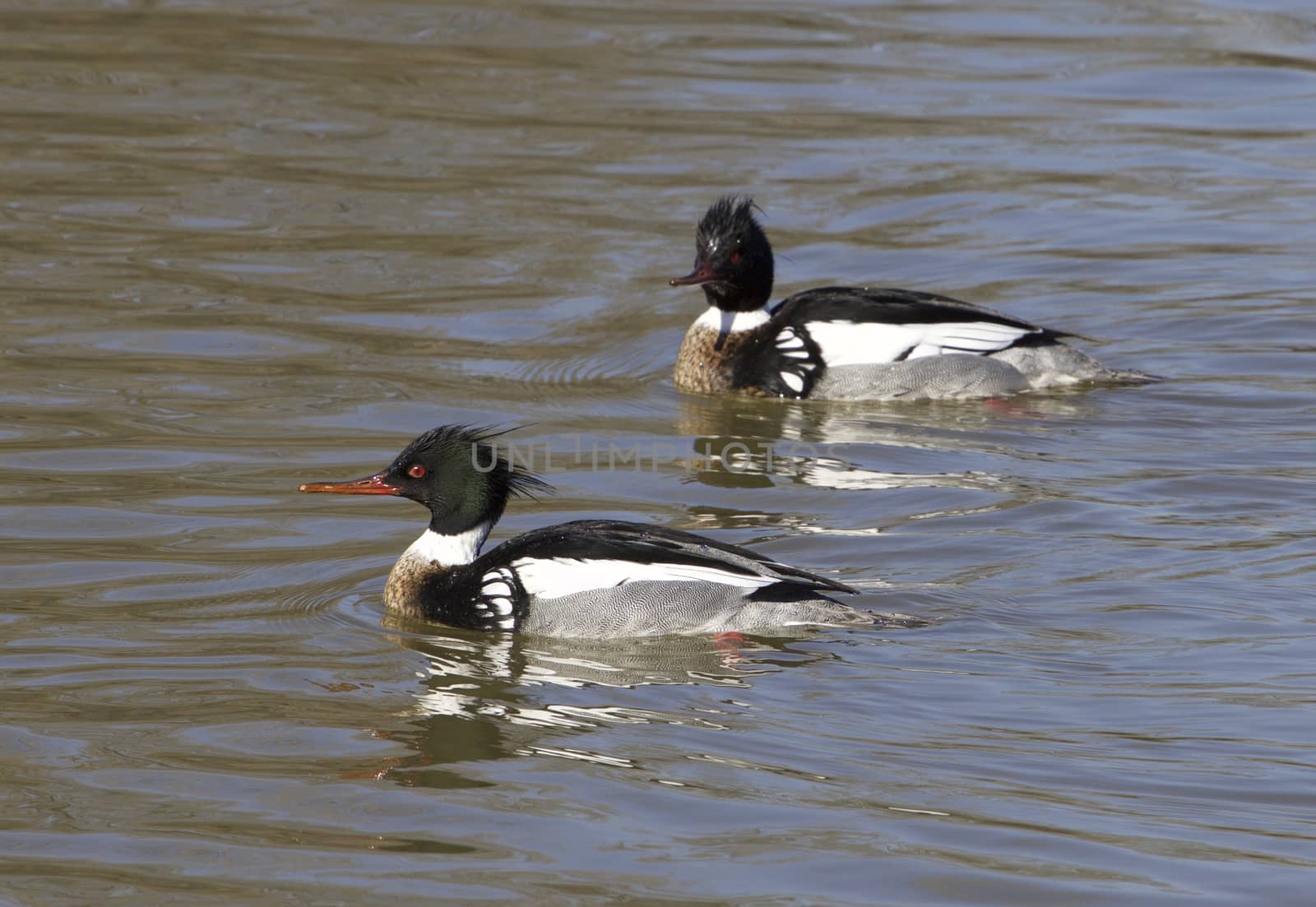 Two red-breasted mergansers are swimming by teo