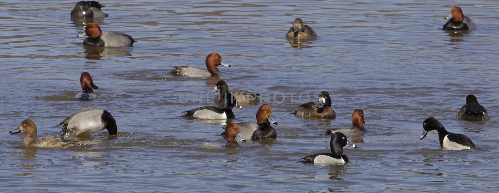 The ducks rush by teo