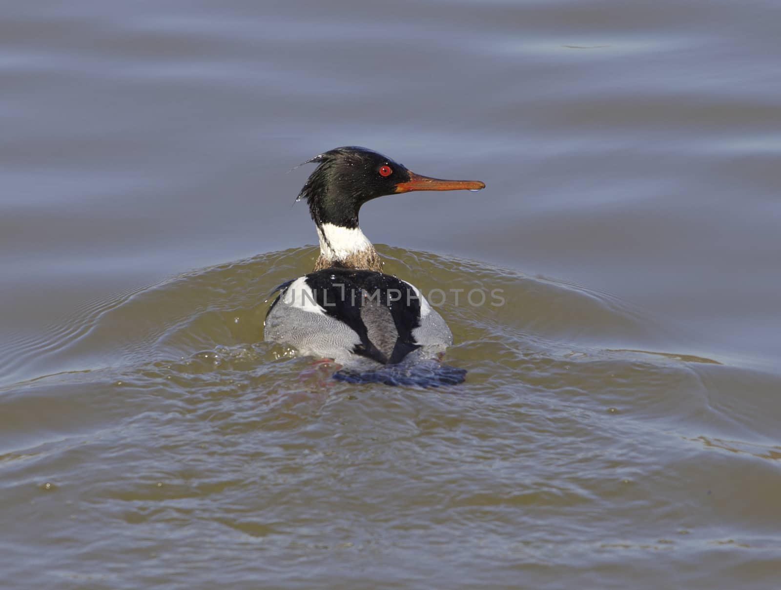 Red-breasted merganser turns back