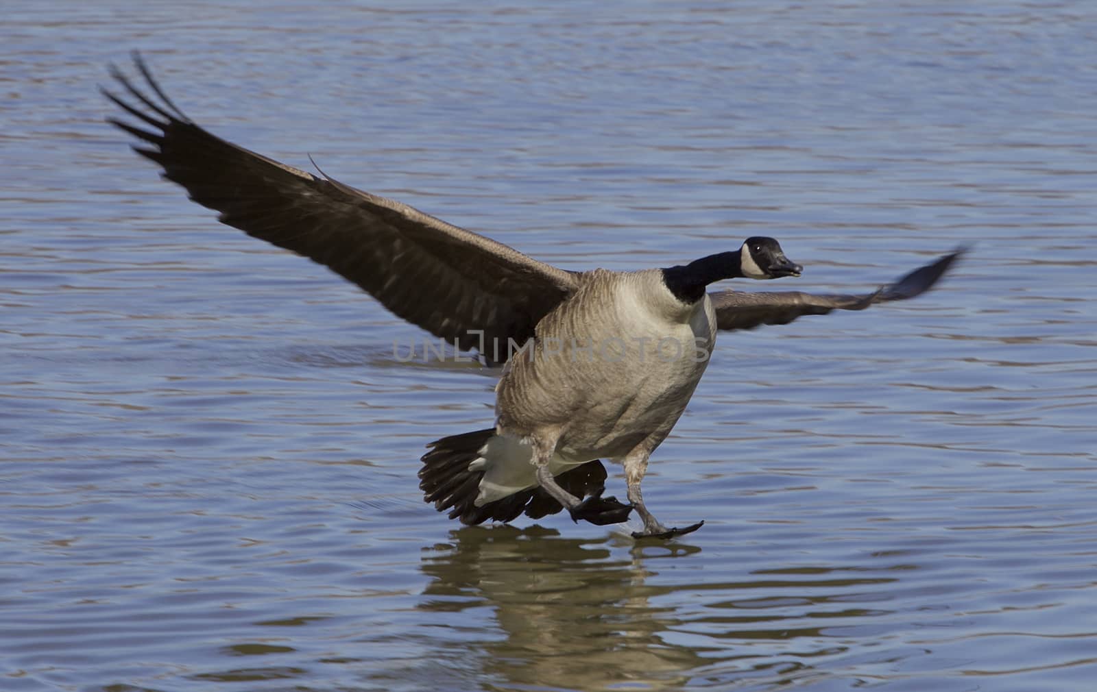 The landing cackling goose
