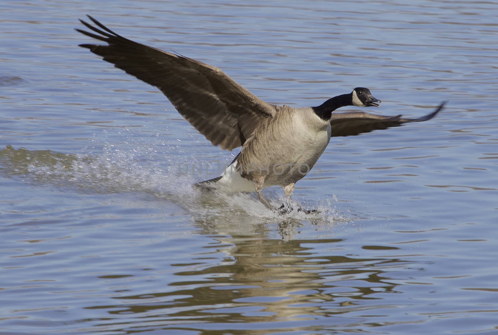 The landing of a goose