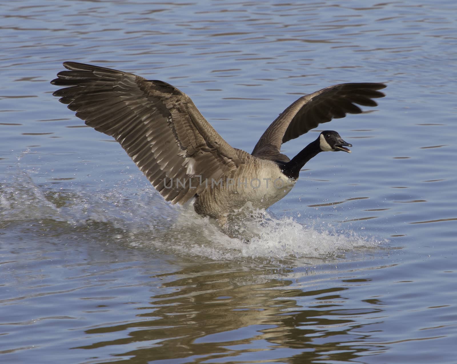 The landing goose by teo