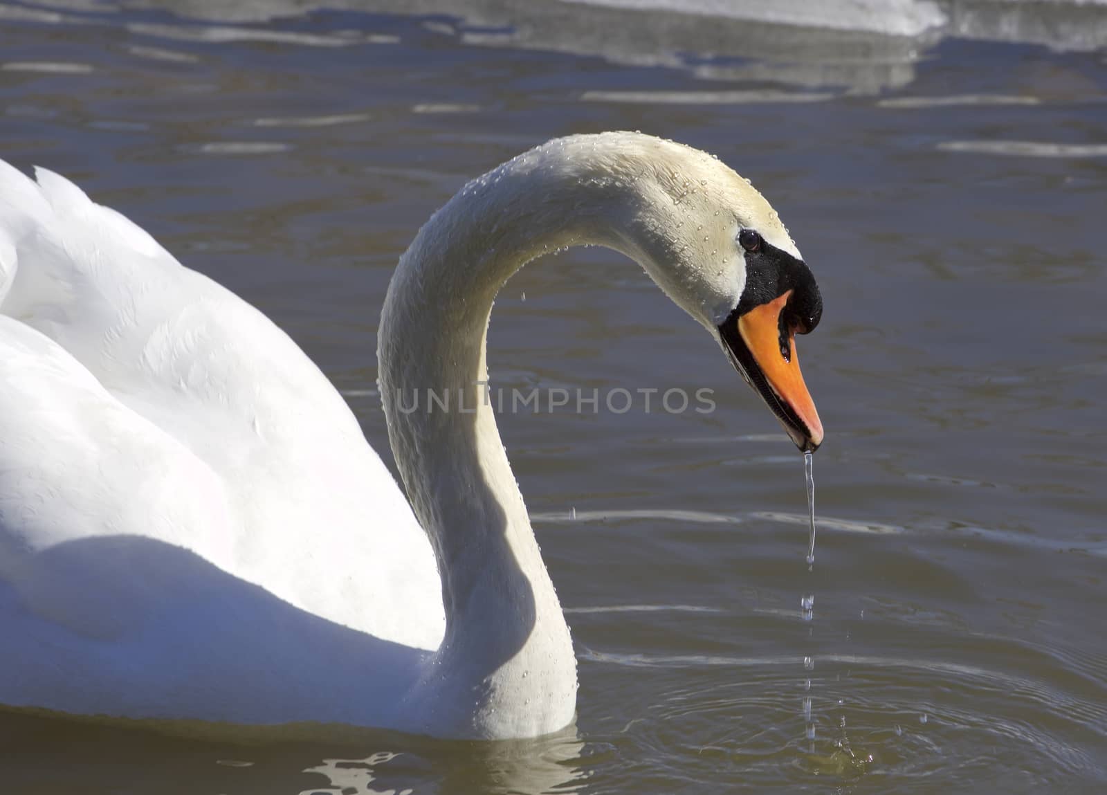 The swan is drinking the water