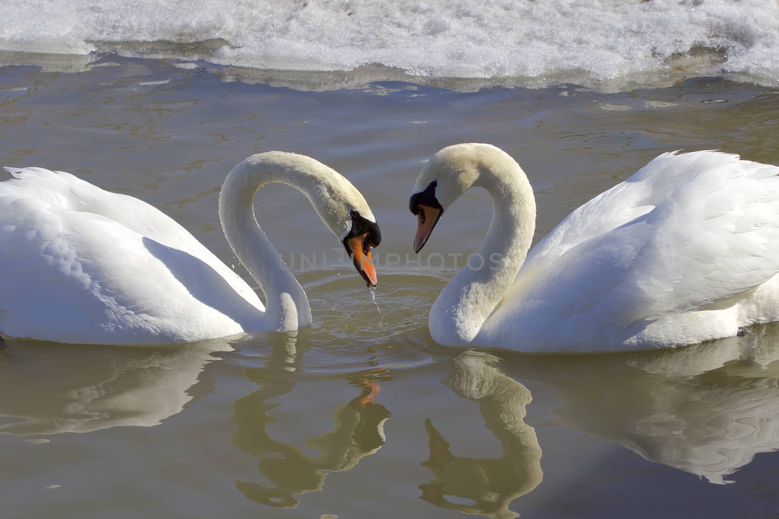 The mute swans in love. The heart shape by teo