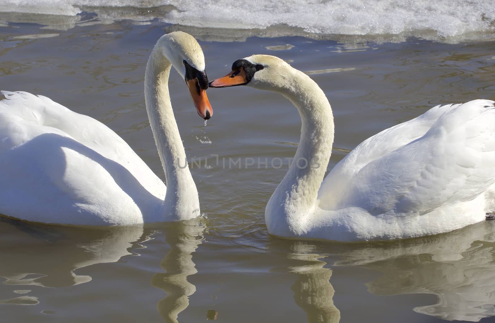 The mute swans in love