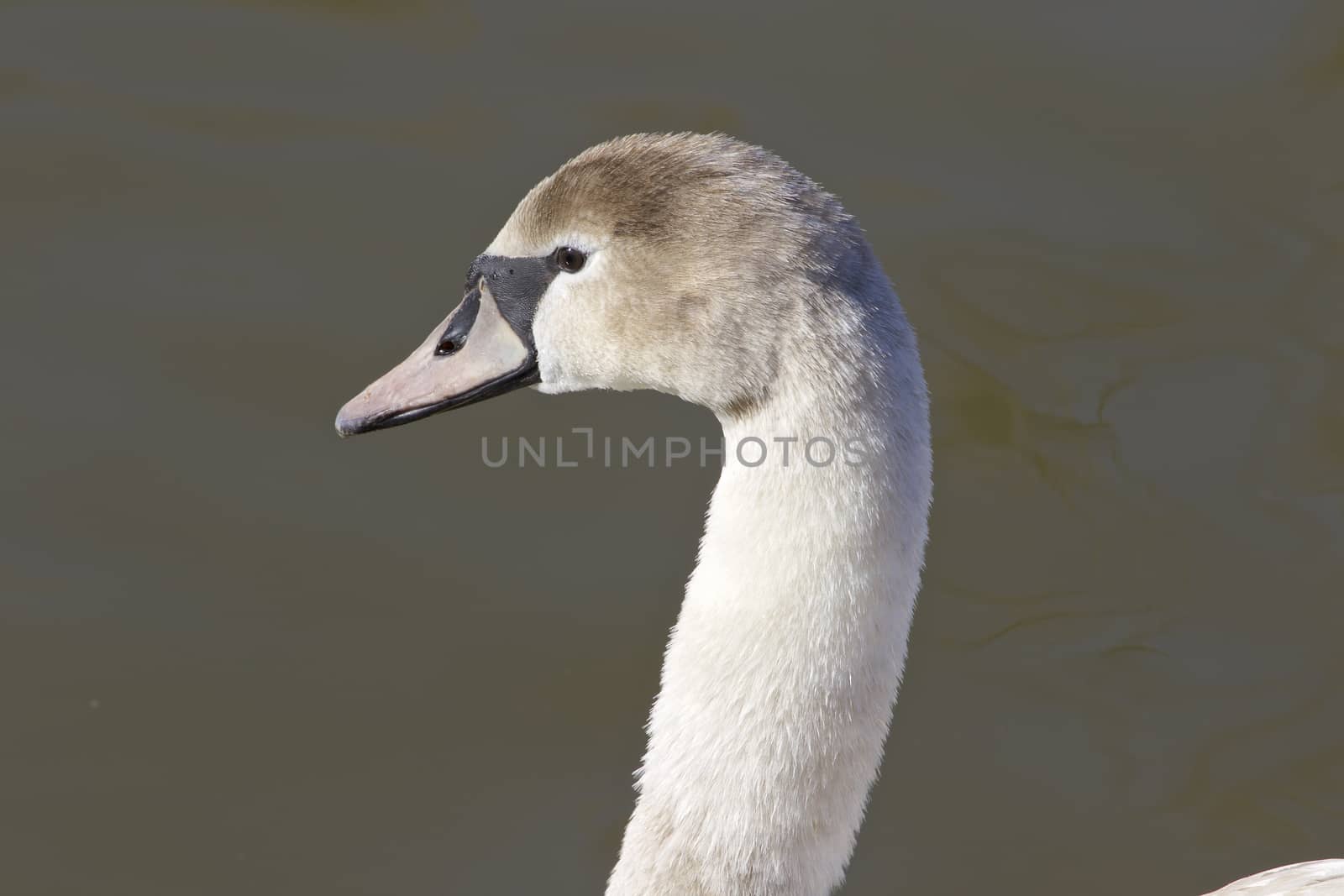 The thoughtful swan