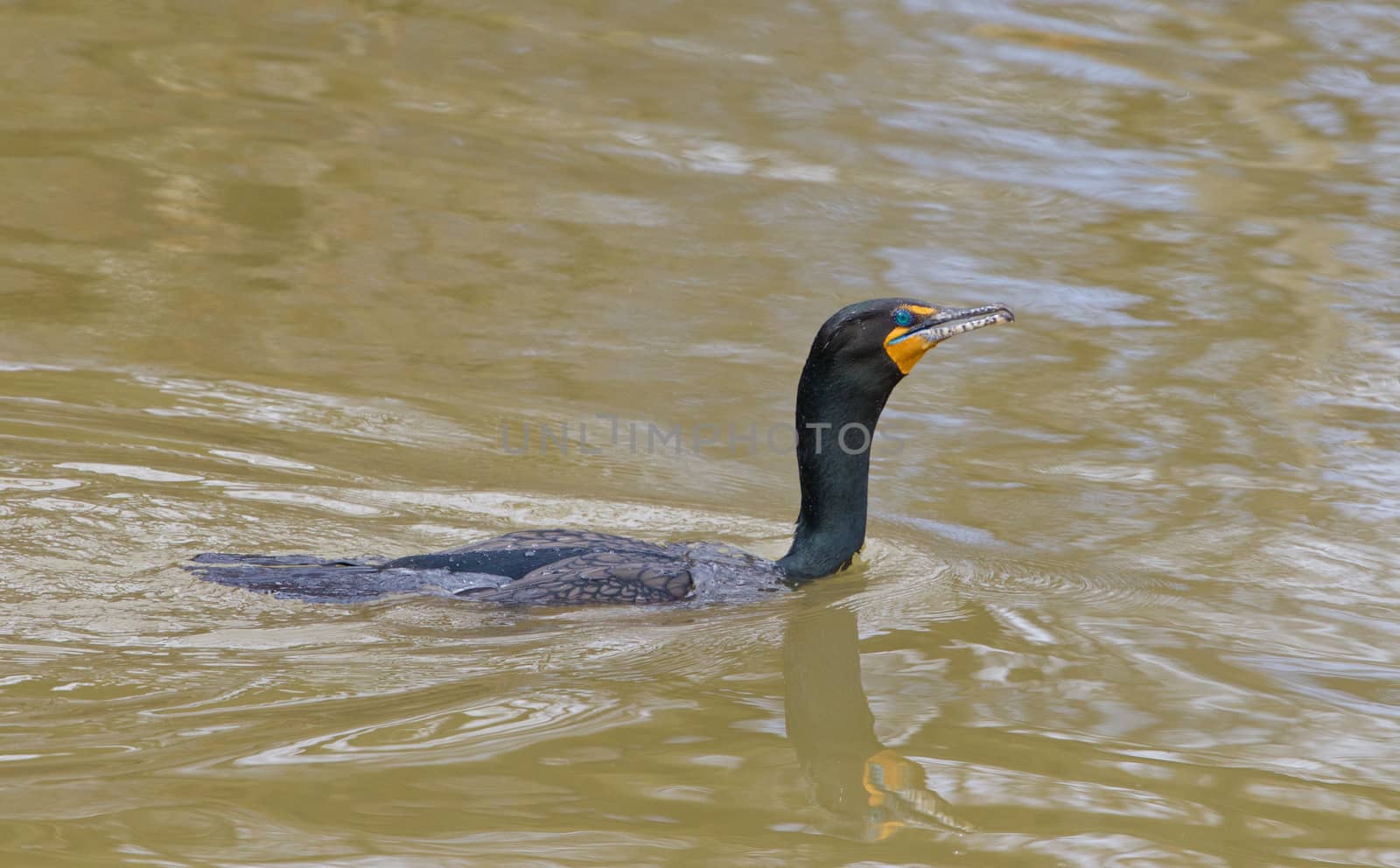 The cormorant is swimming in the lake